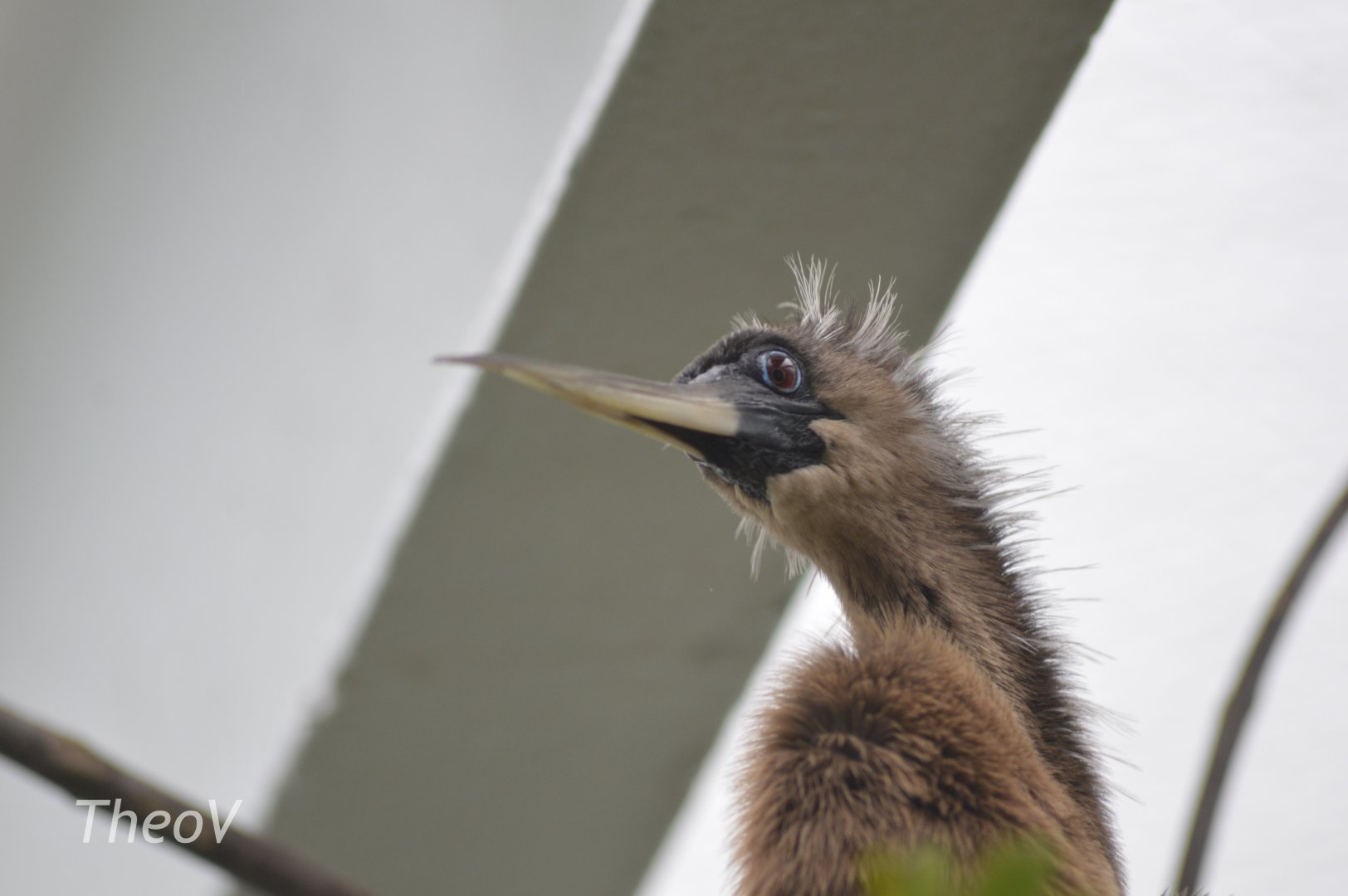 Anhinga - Aquatic Bird House [2018]