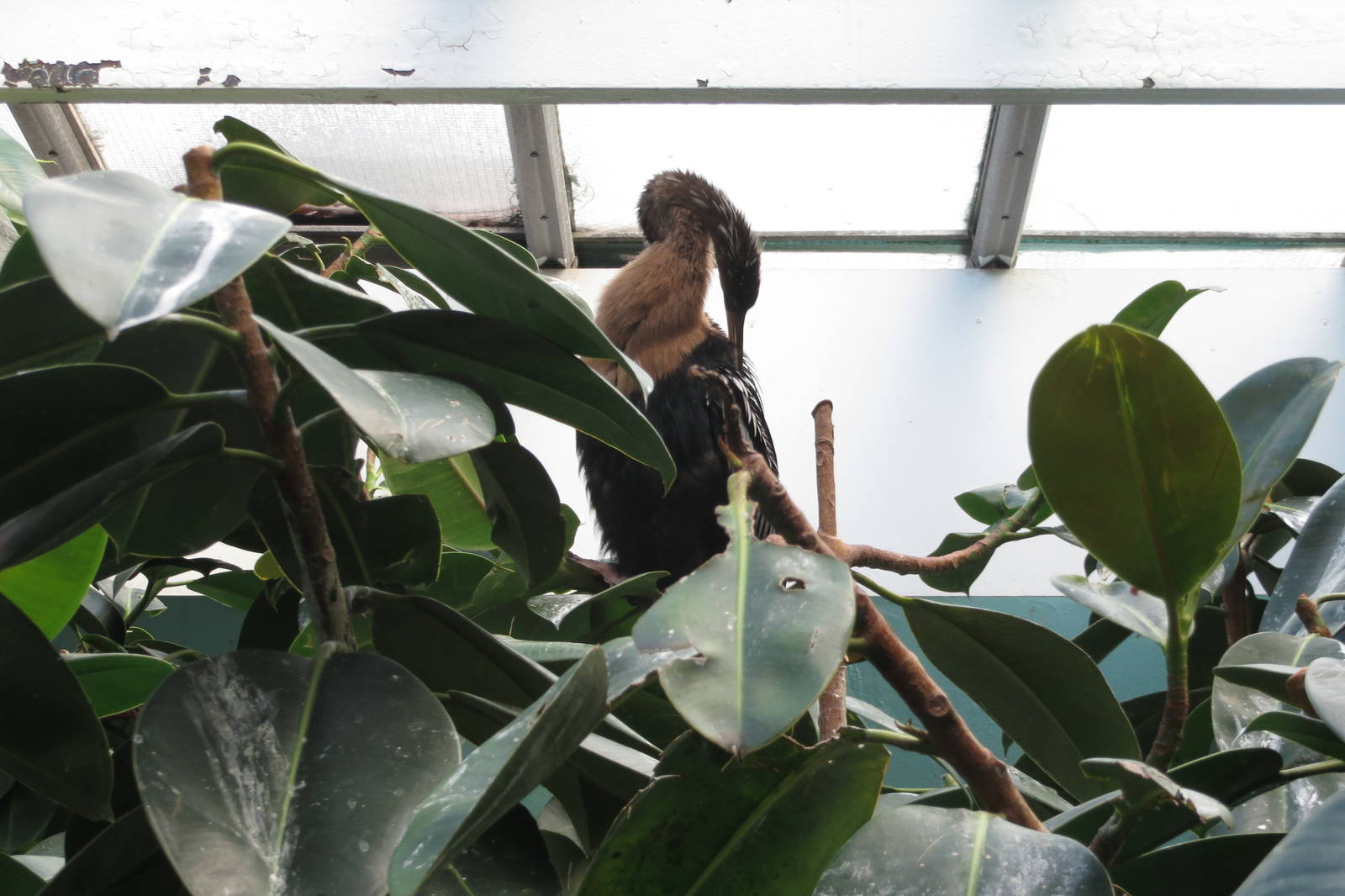 Anhinga - Aquatic Birds House 031215