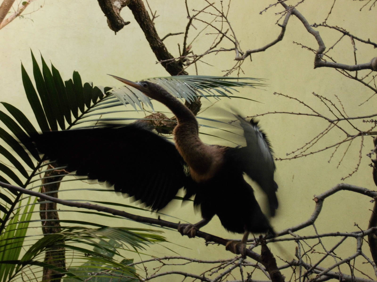 Anhinga at Bronx zoo 2014-12-27