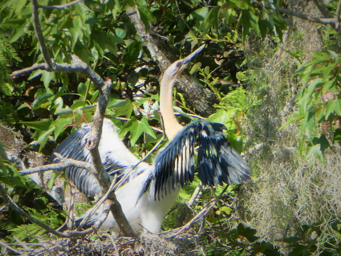 Anhinga Chick