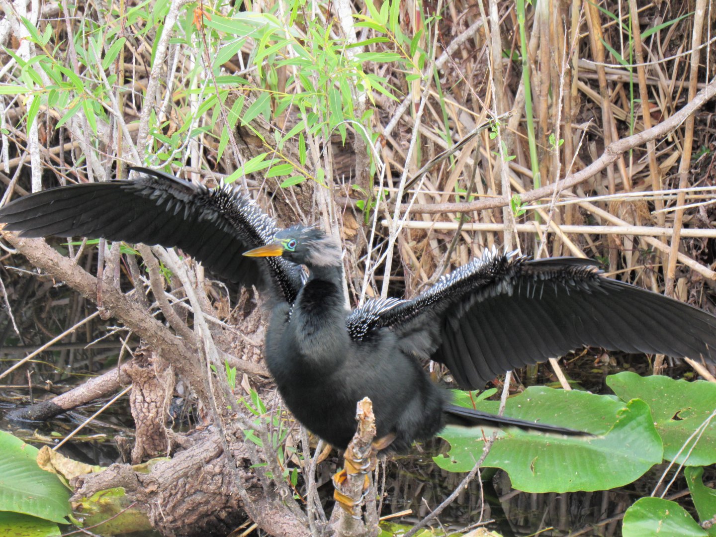 Anhinga- Everglades National Park