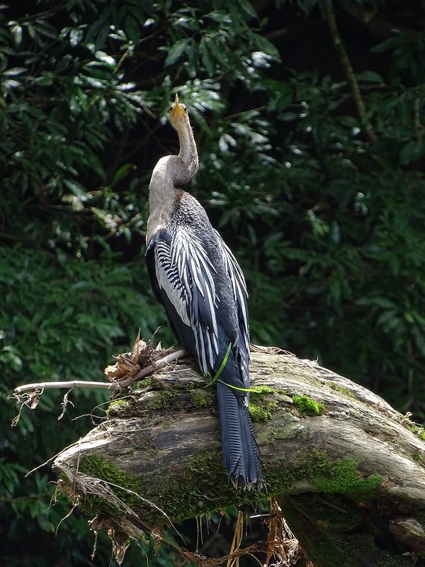 Anhinga (female)