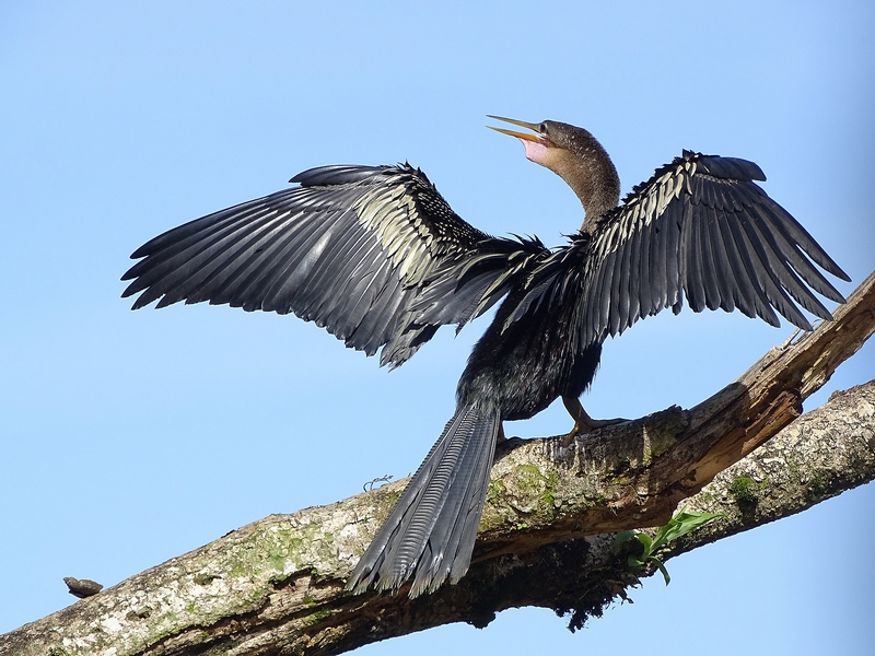 Anhinga (female)