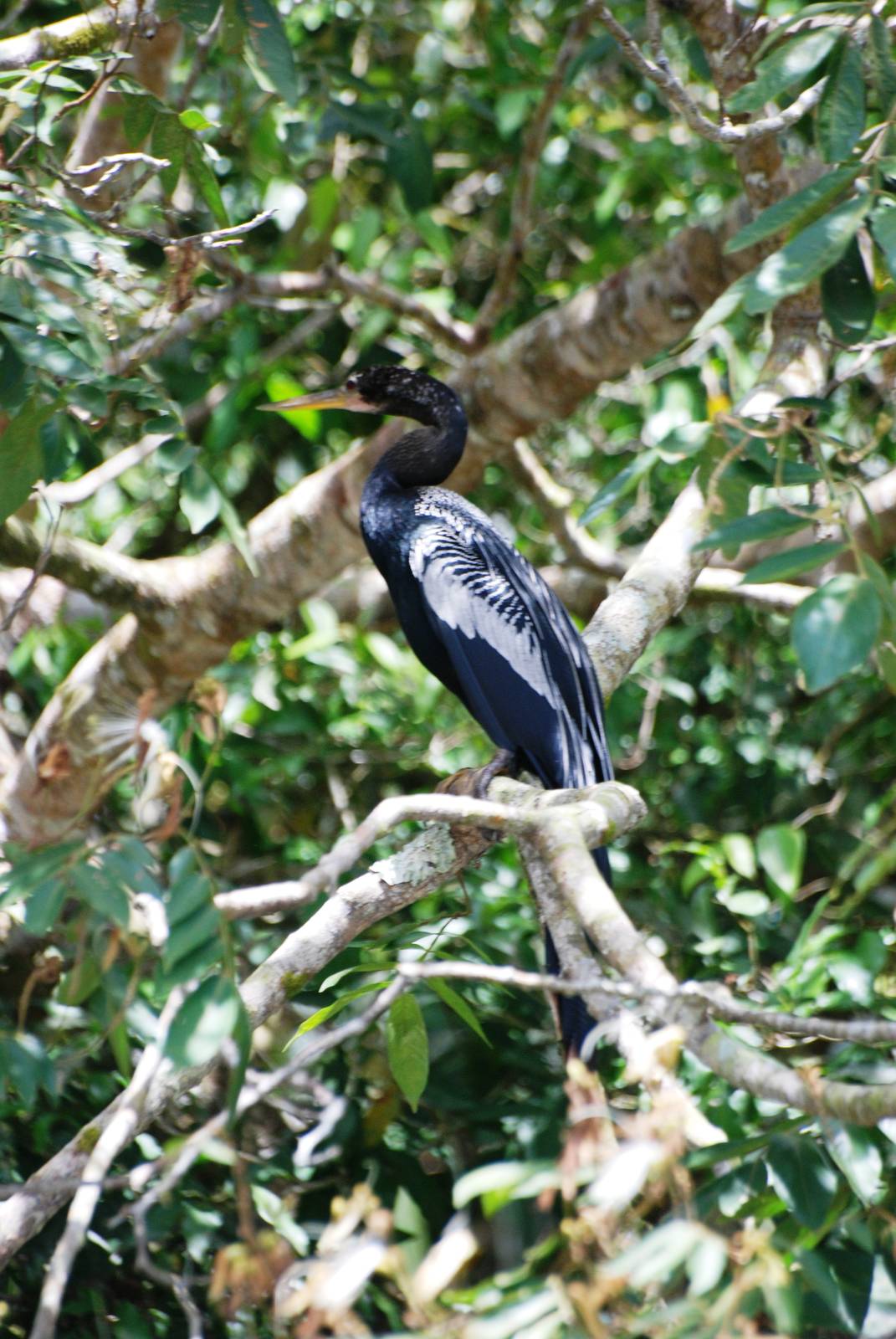Anhinga in Ca?o Negro, 17/04/14