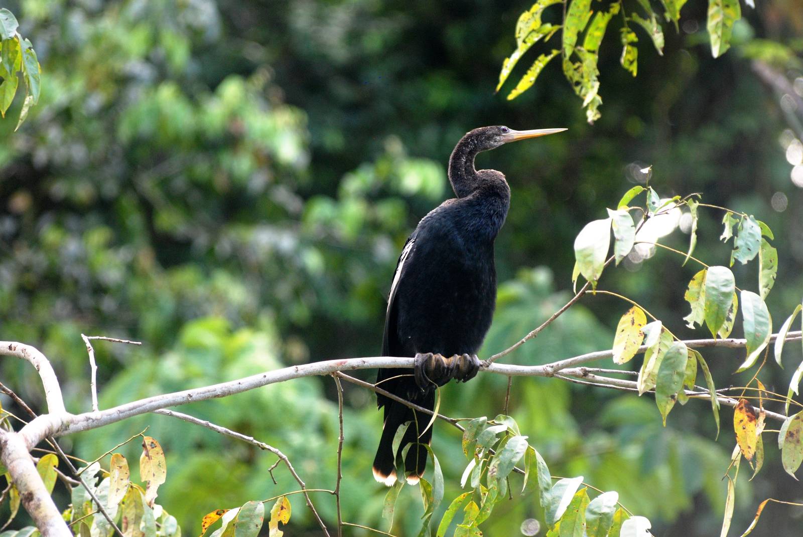 Anhinga in Tortuguero, 13/04/14