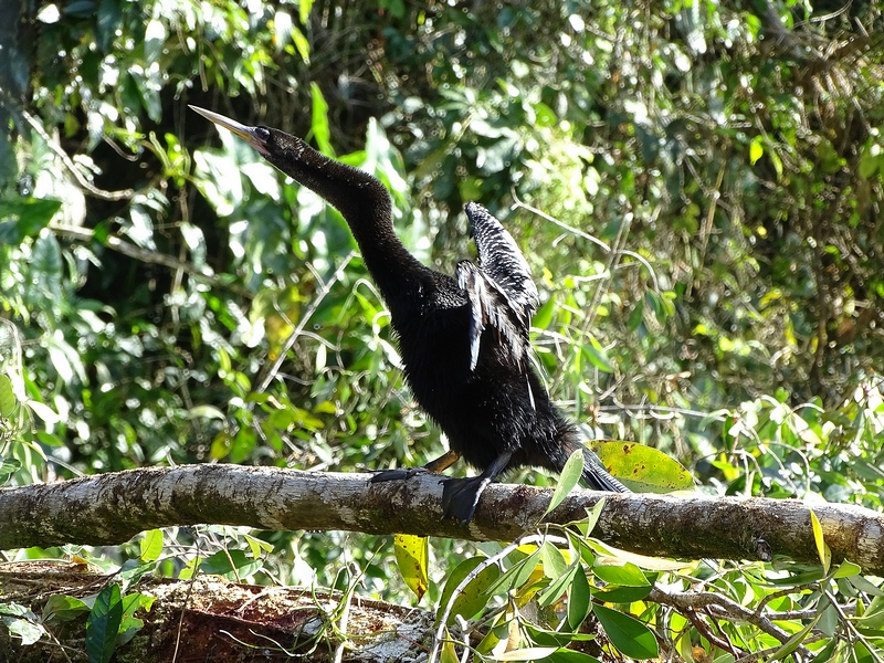 Anhinga (male)
