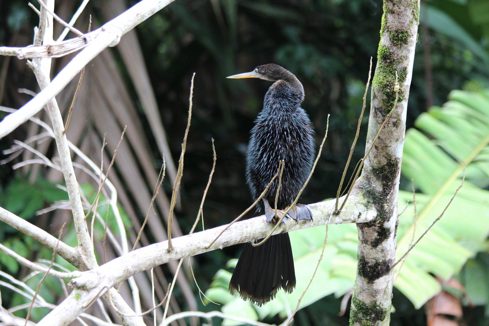 Anhinga - Mar 2019