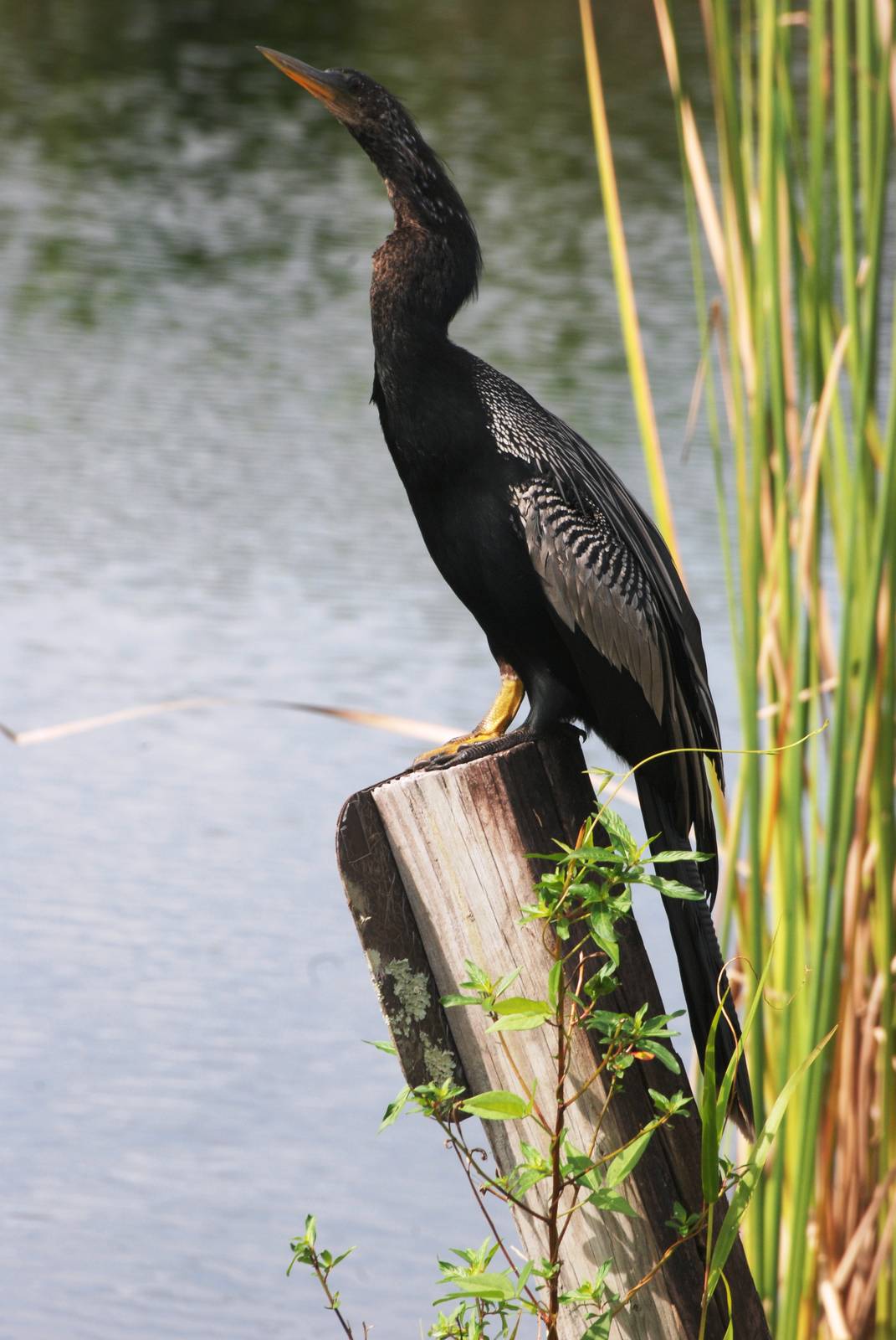 Anhinga, Western Everglades/Big Cypress, October 2013