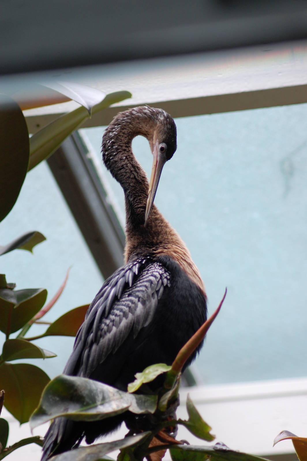 Anhinga