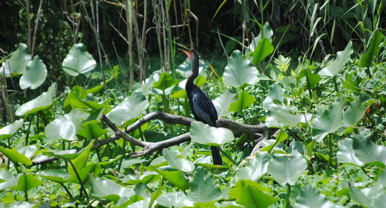 Anhinga