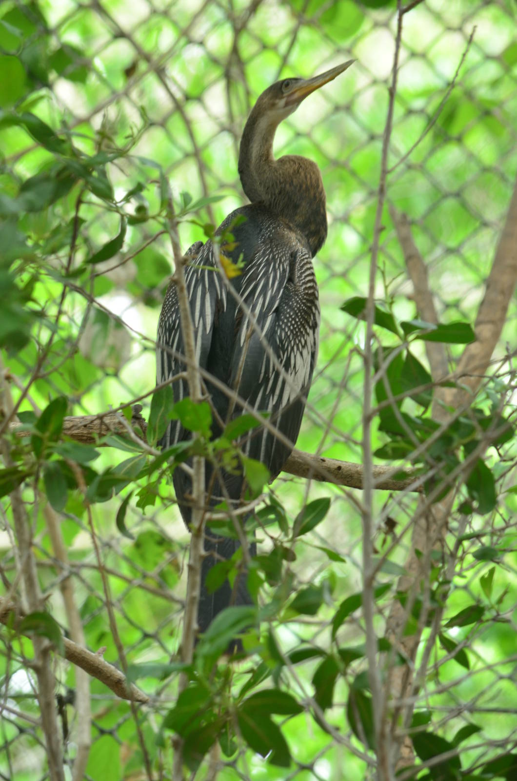 Anhinga