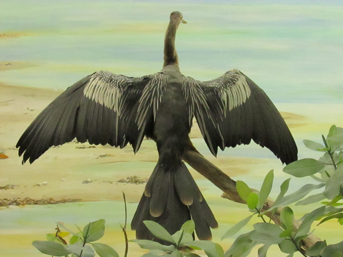 Anhinga