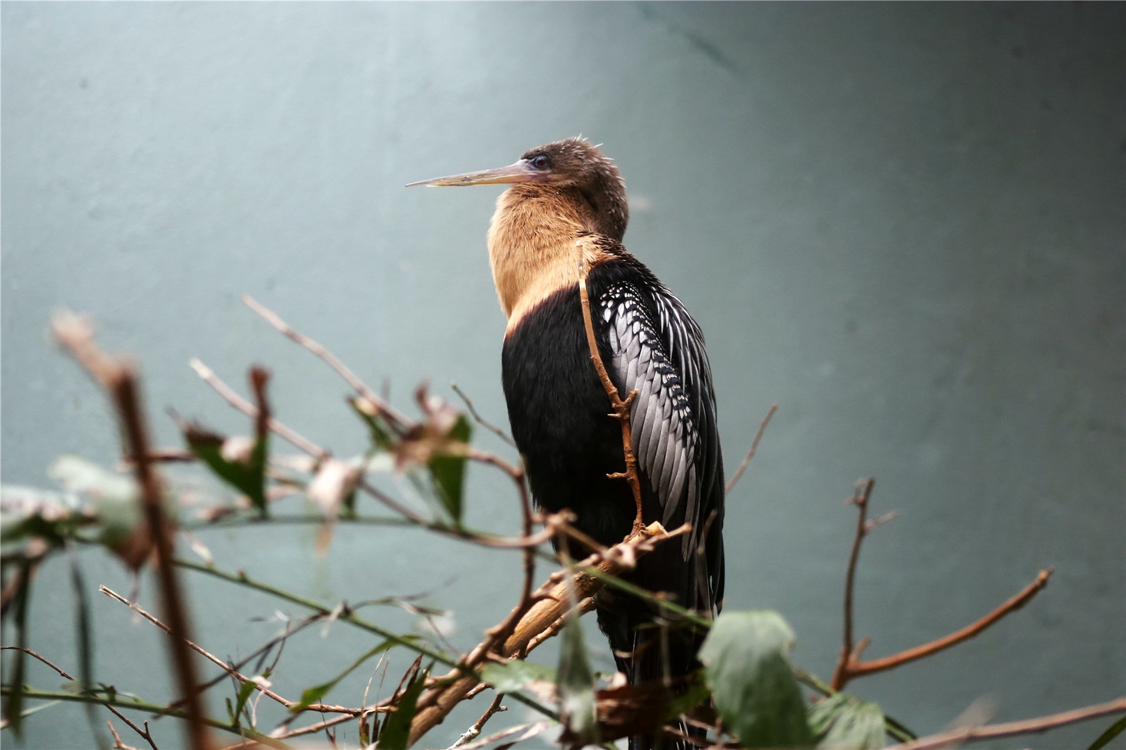 Anhinga