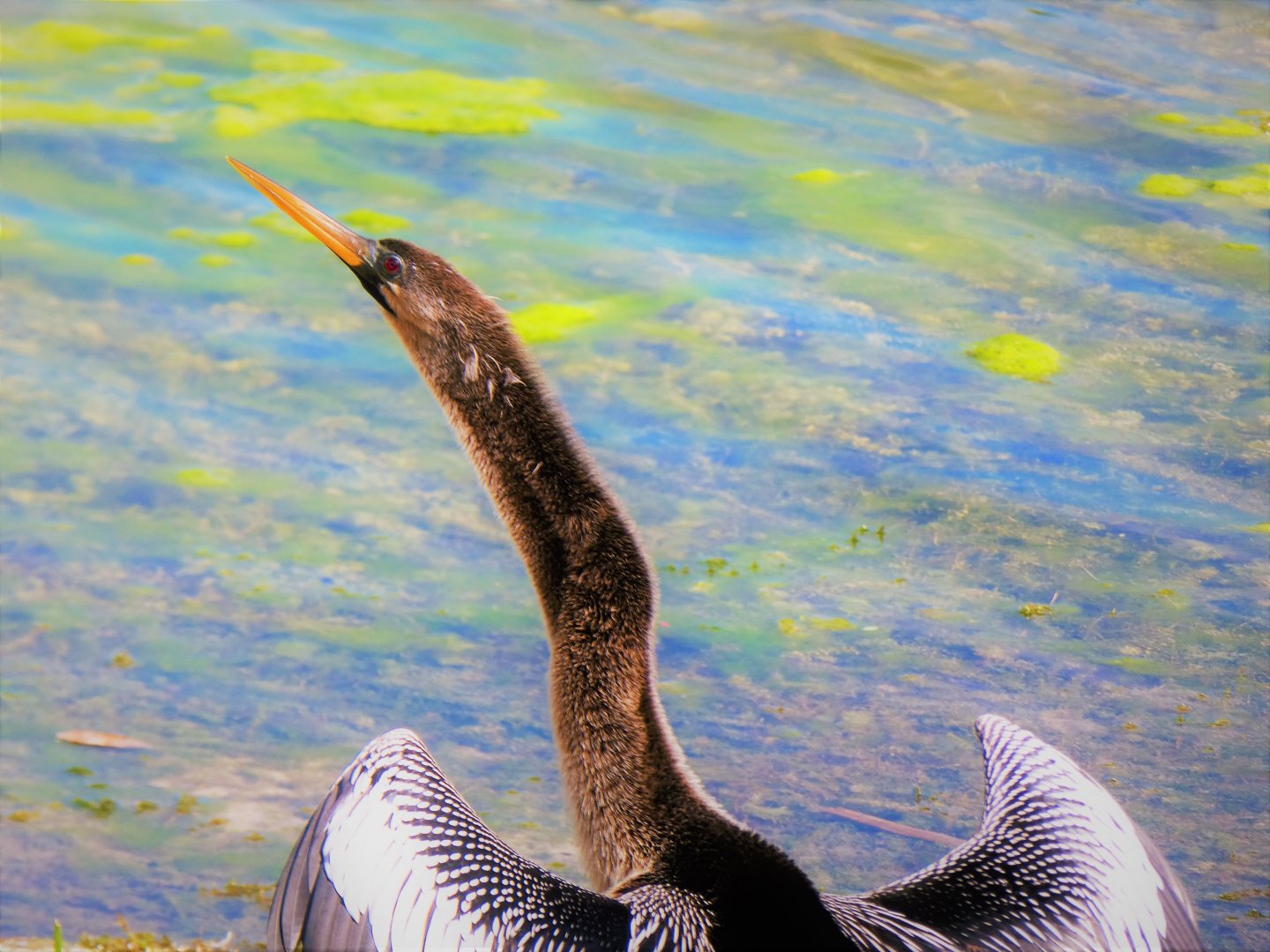 Anhinga