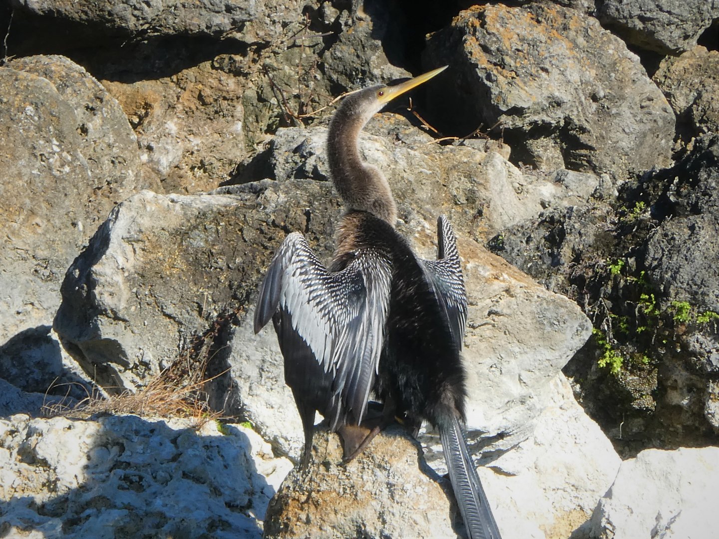 Anhinga