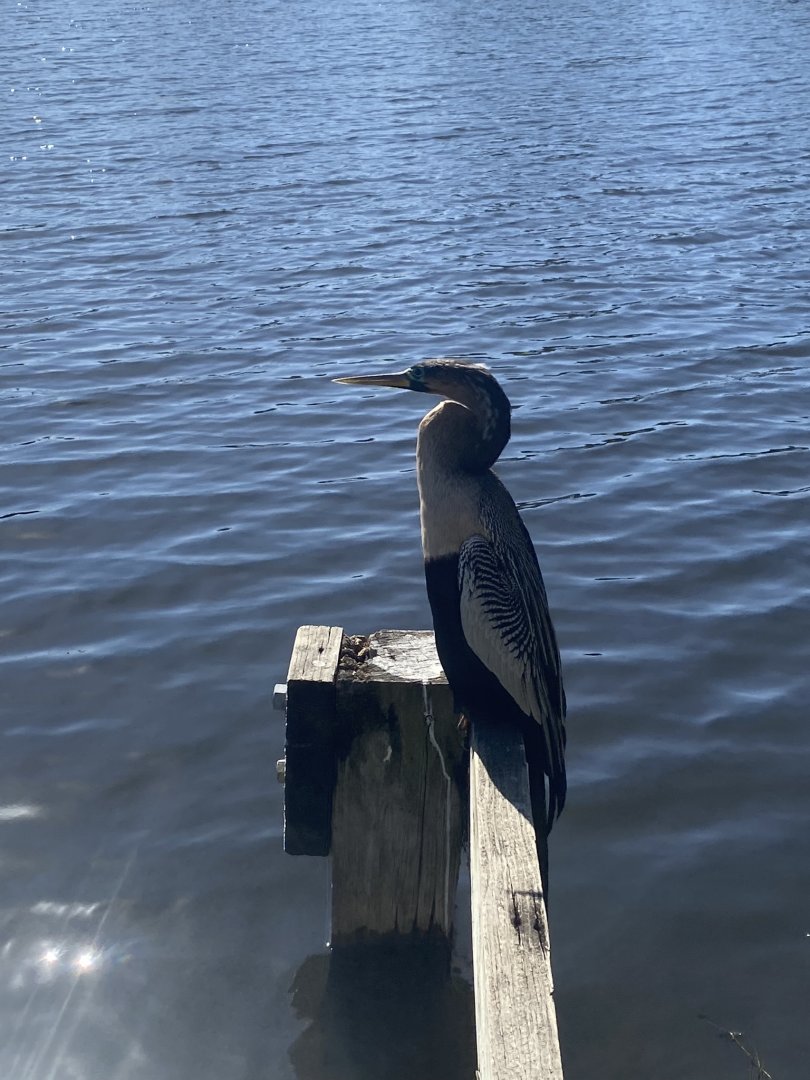 Anhinga