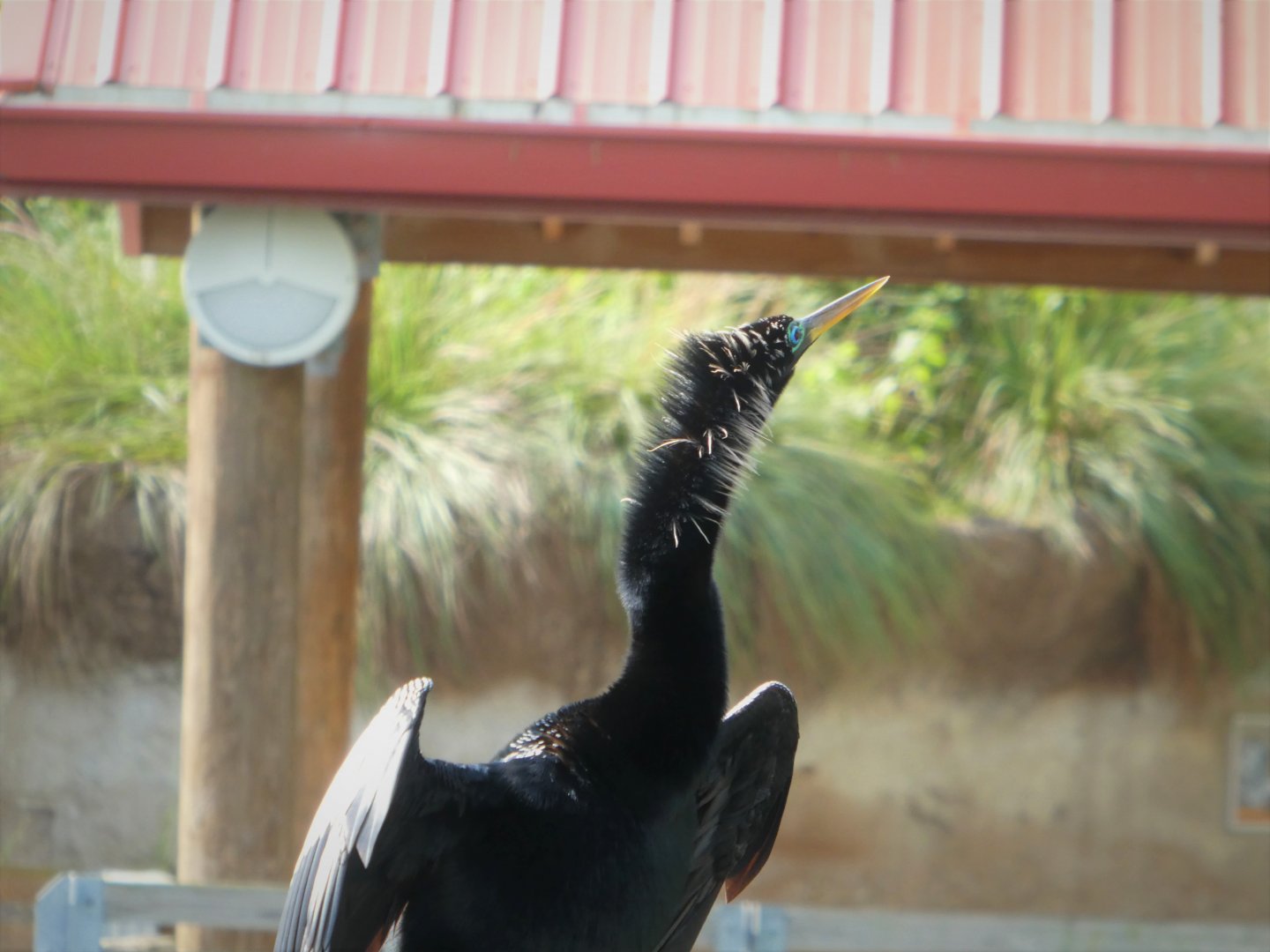 Anhinga