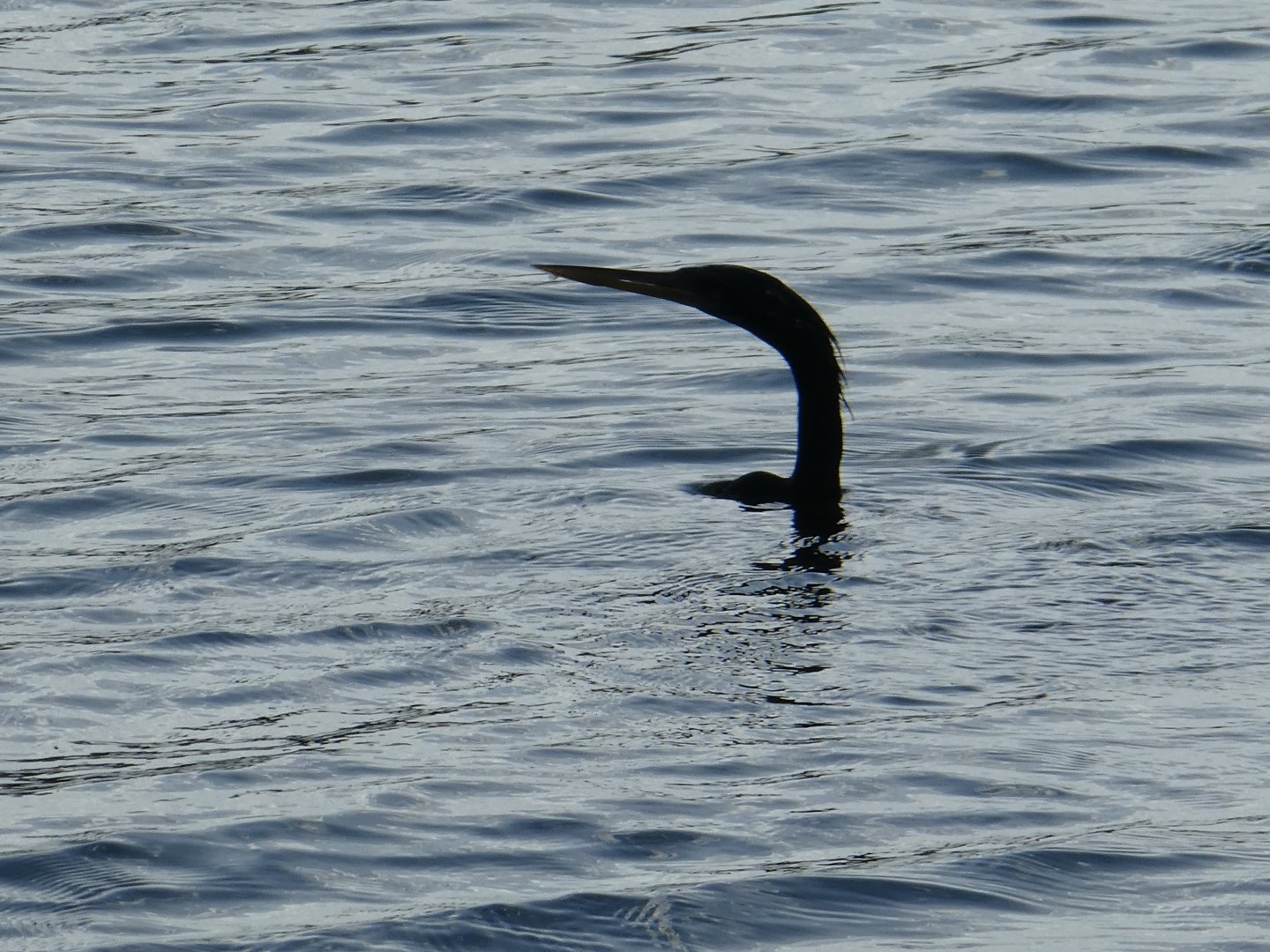 Anhinga