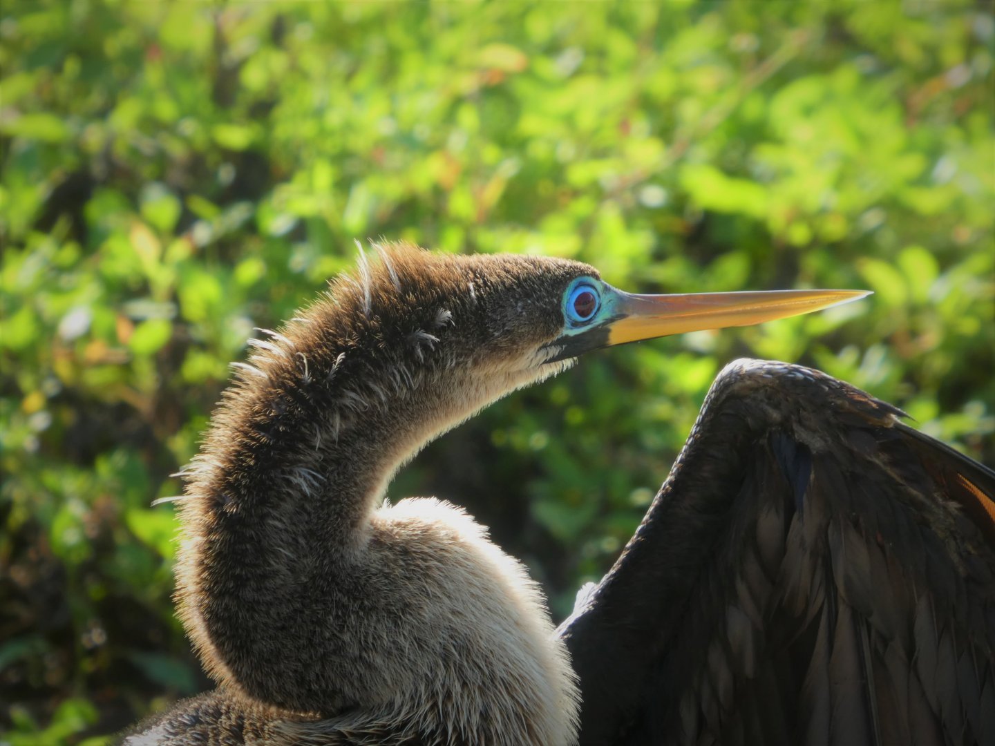 Anhinga