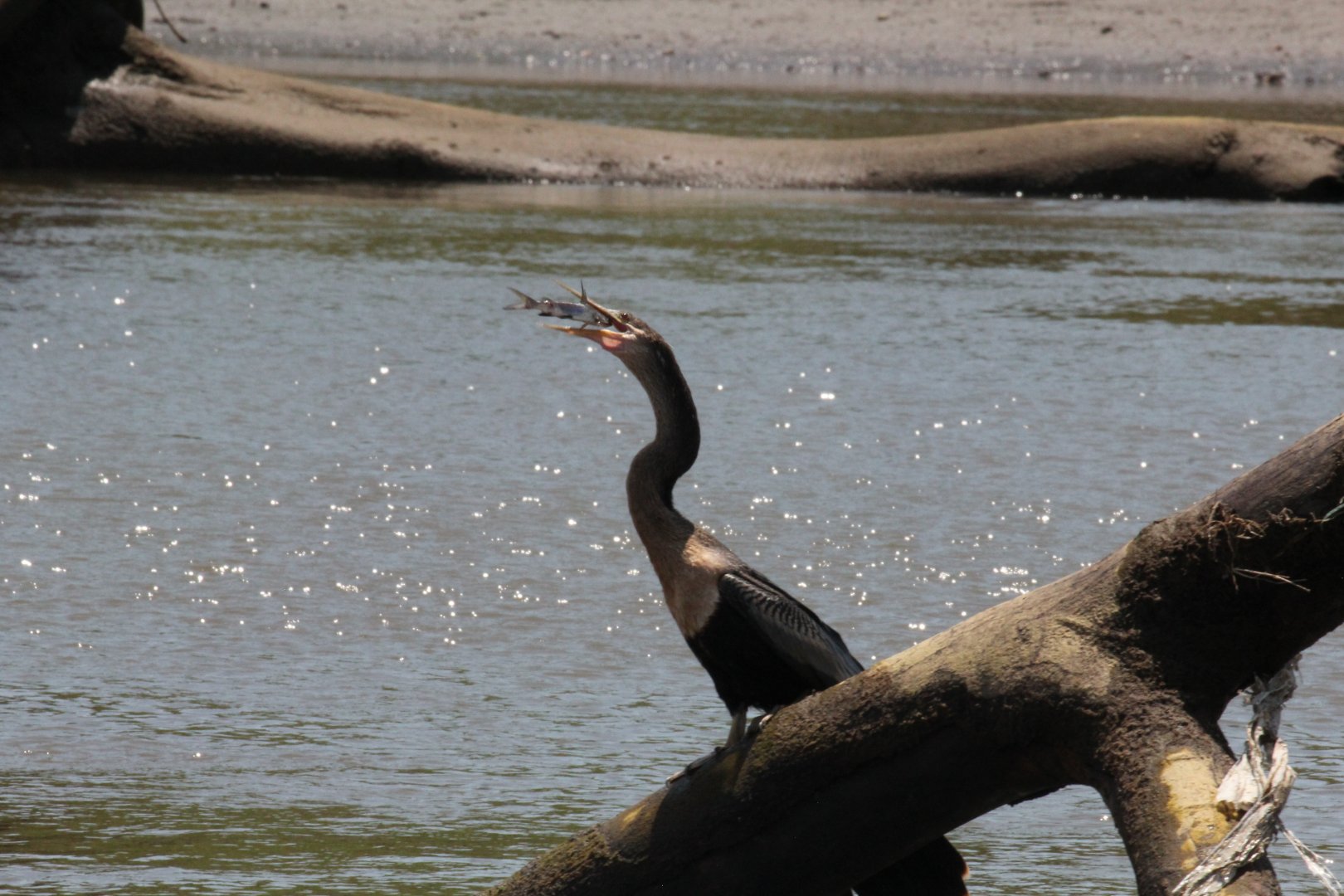 Anhinga