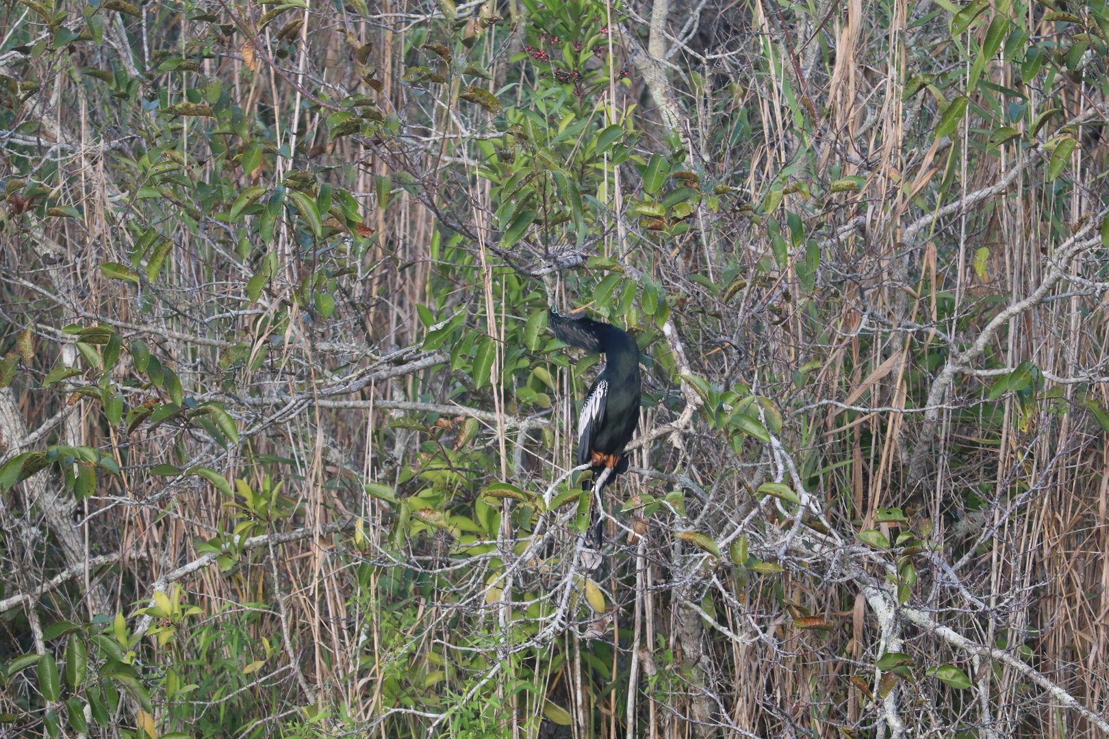 Anhinga
