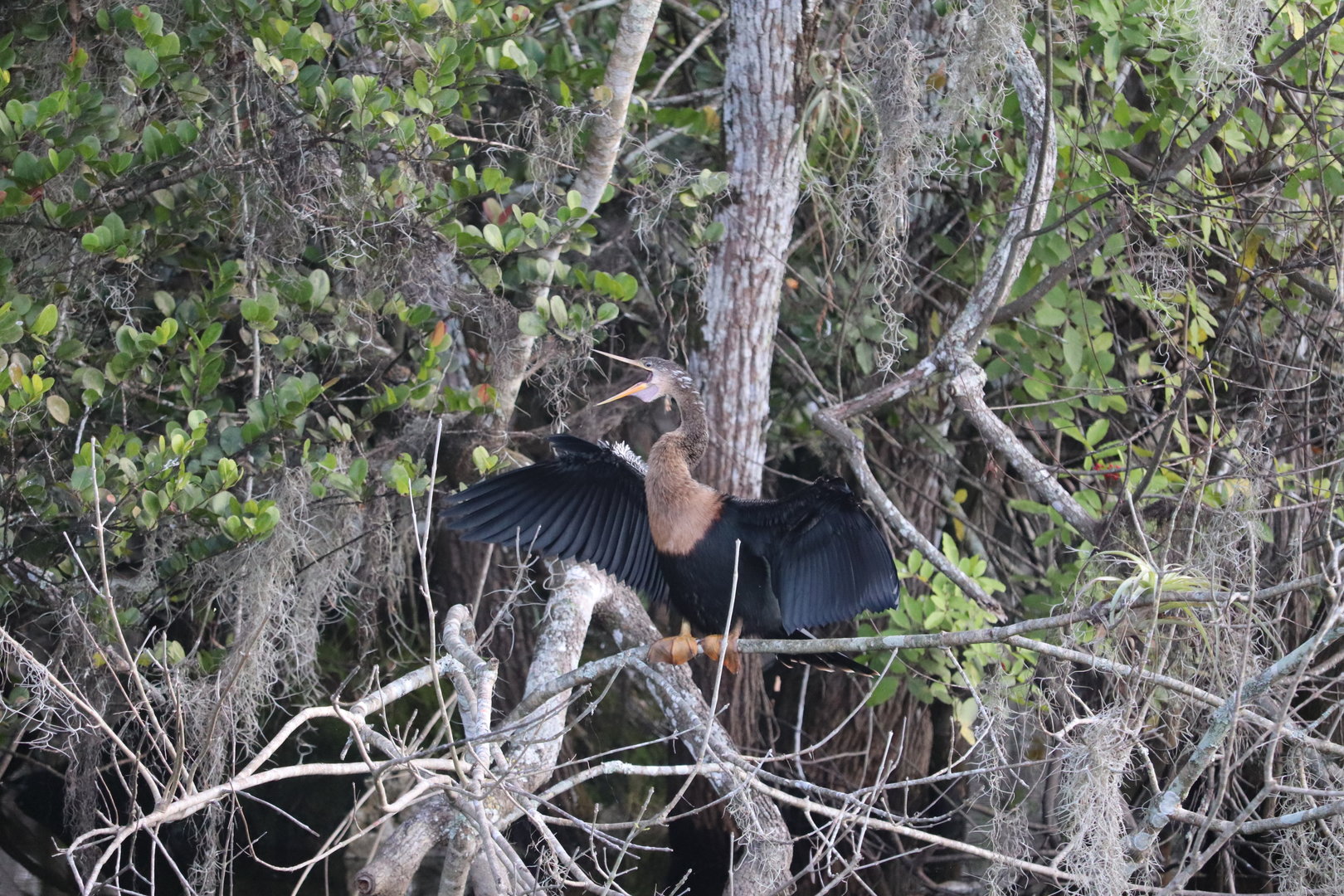 Anhinga