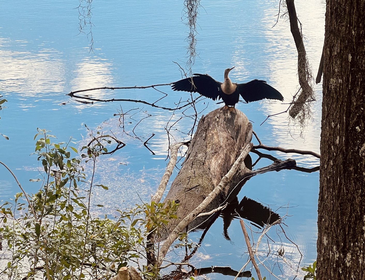 Anhinga