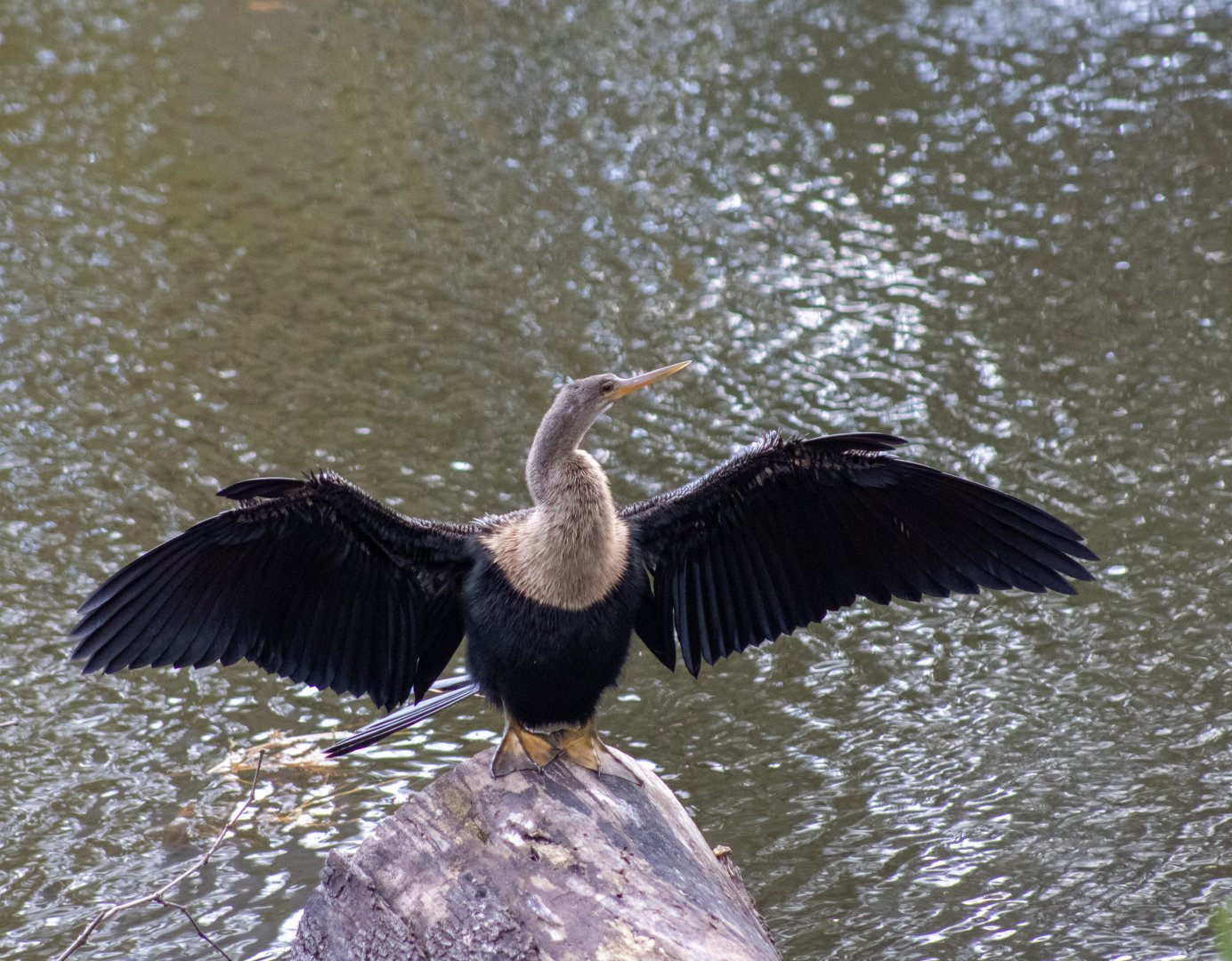 Anhinga