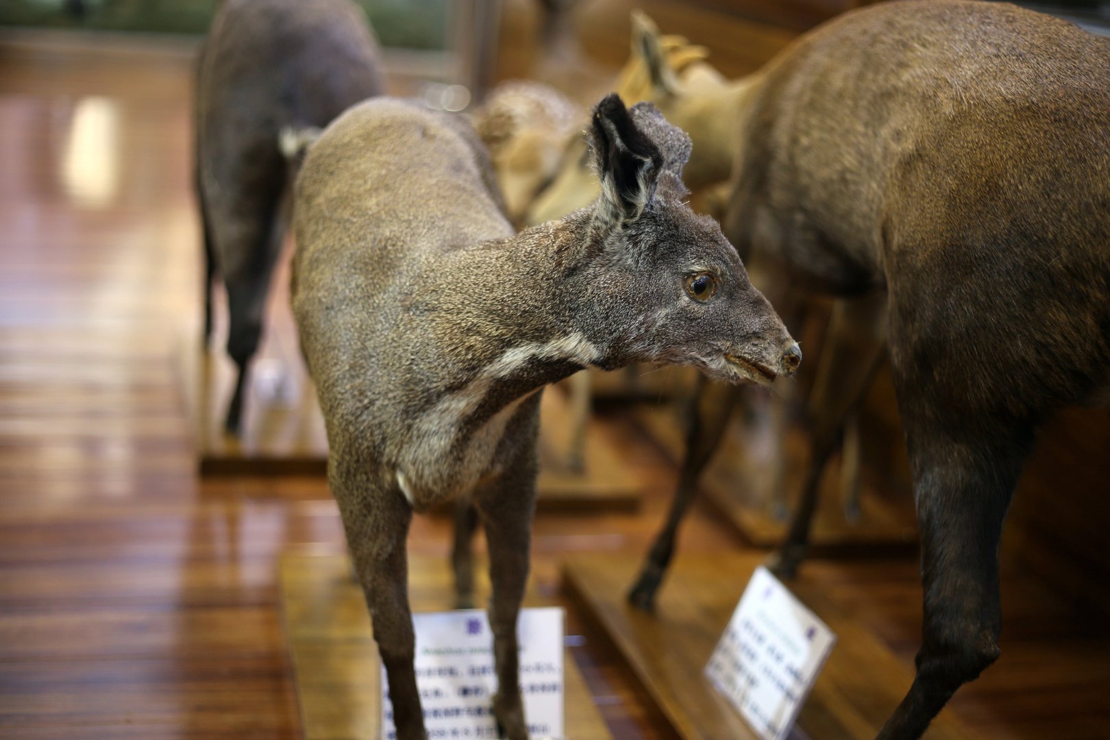 Anhui Musk Deer (Moschus anhuiensis)