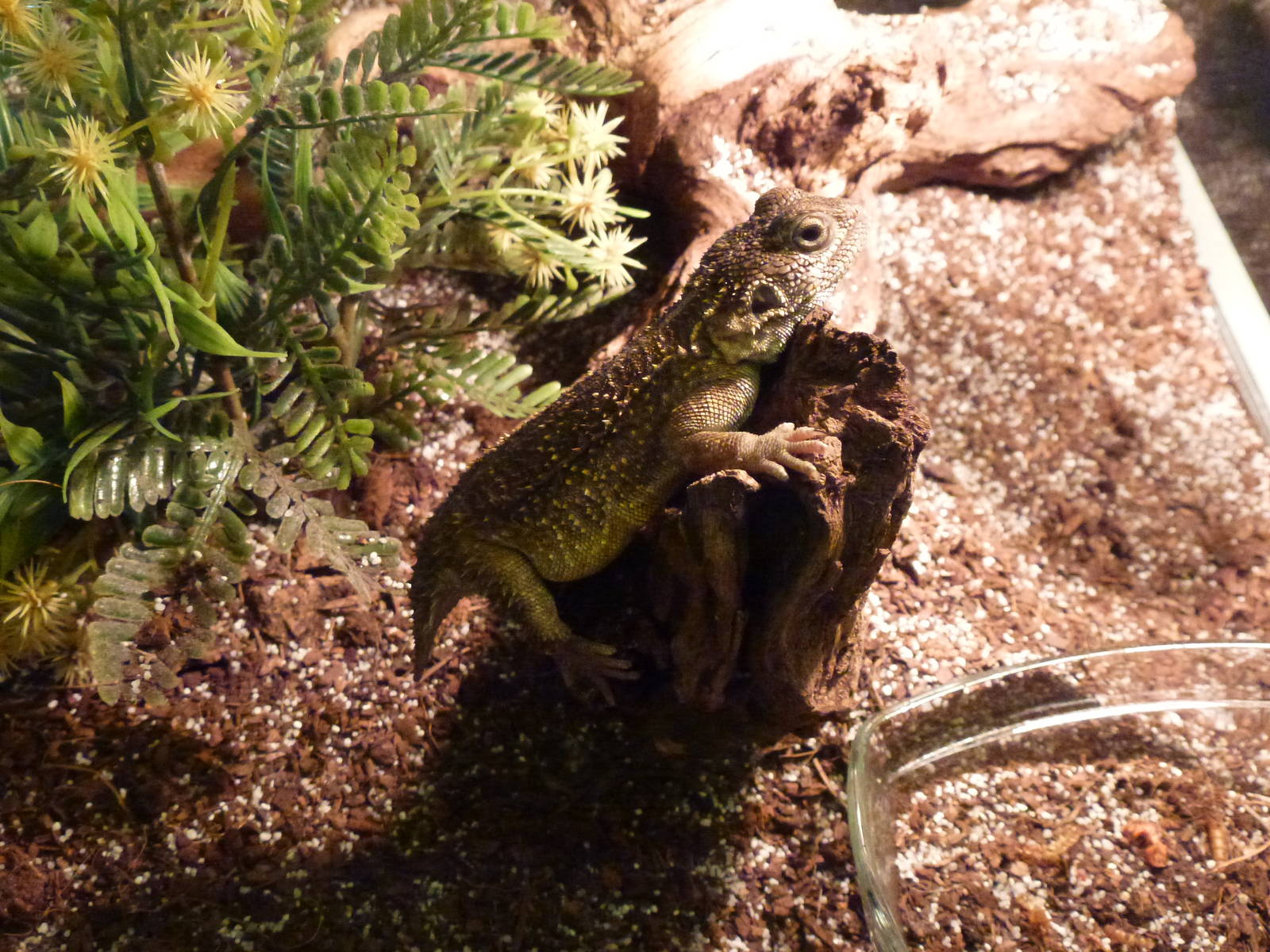 Animais exoticos - Beaver-tailed agama, November 2013.