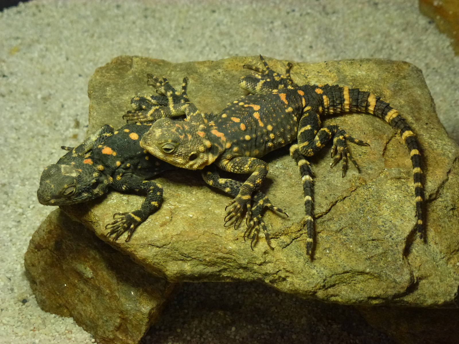 Animais exoticos - Black Stellagama, November 2013.