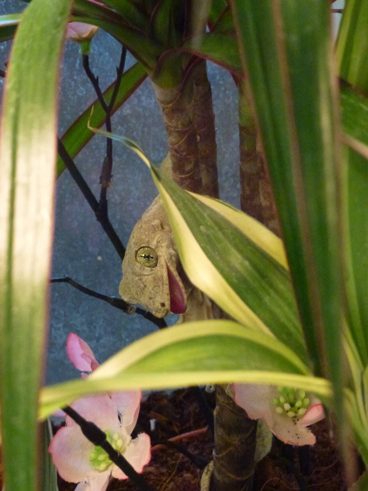 Animais exoticos - Halmahera giant gecko, November 2013.