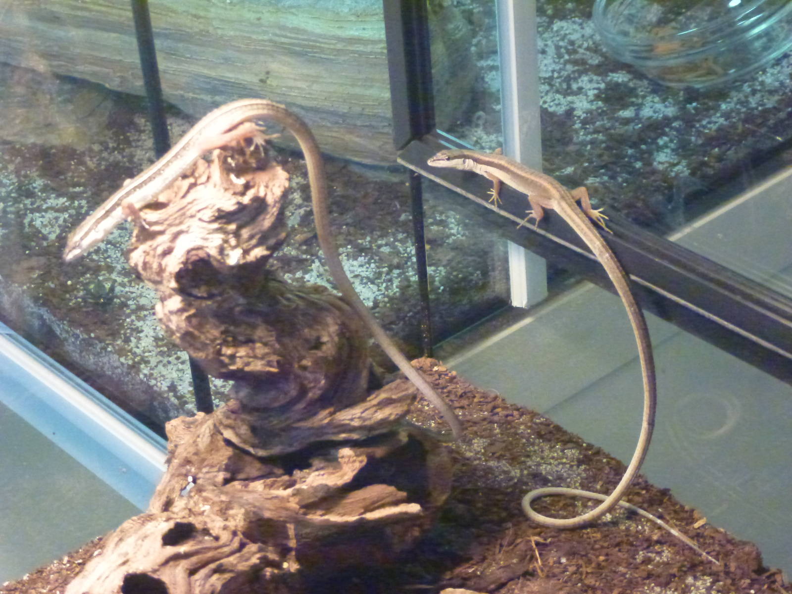 Animais exoticos - Long-tailed lizards, November 2013.