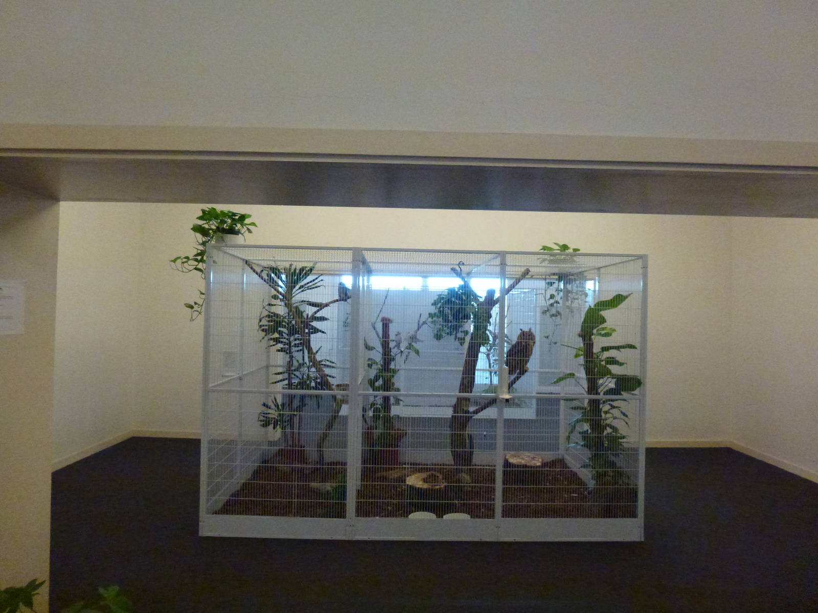 Animais exoticos - Owl aviaries, November 2013.