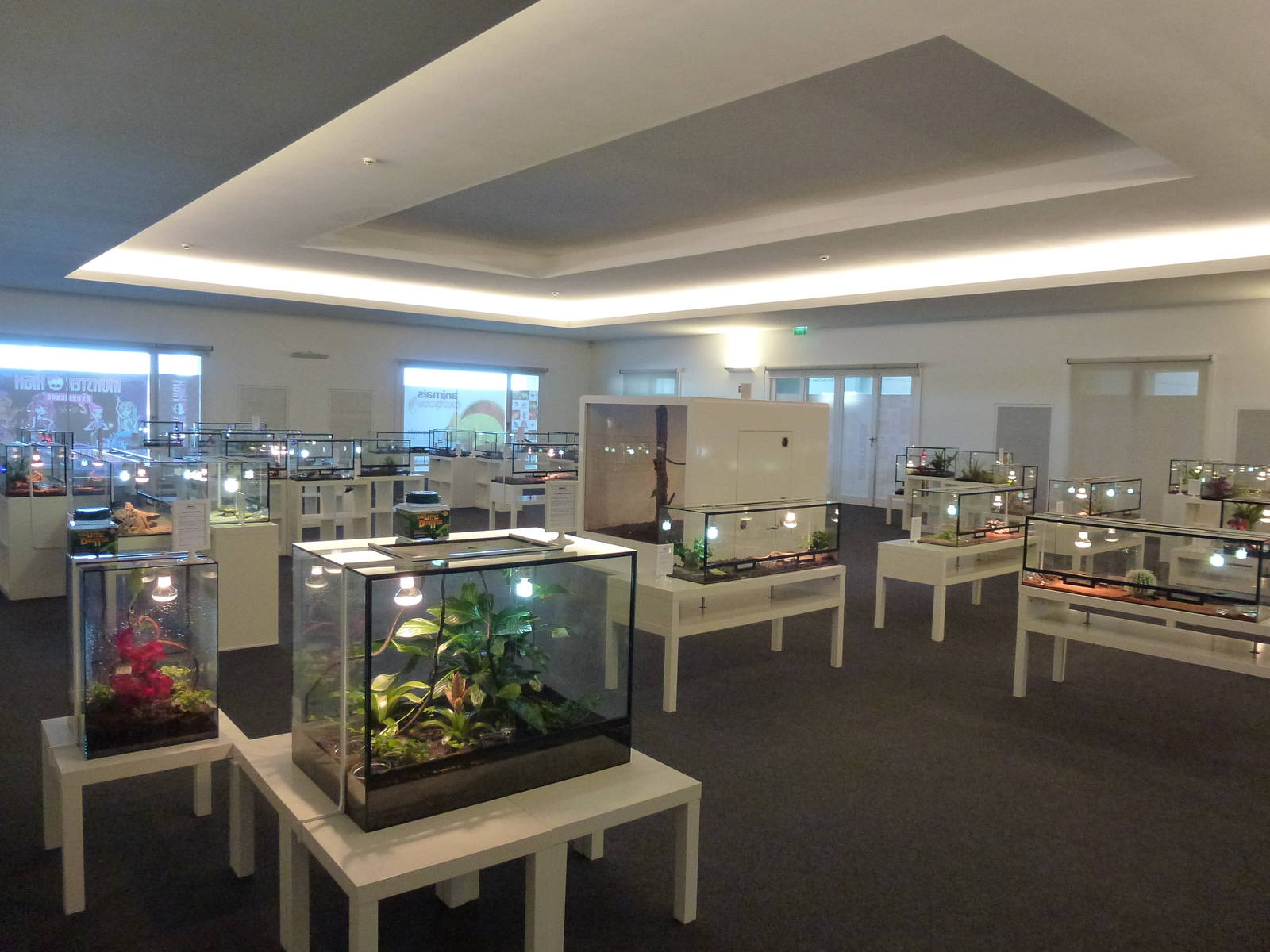 Animais exoticos - Reptile hall, November 2013.