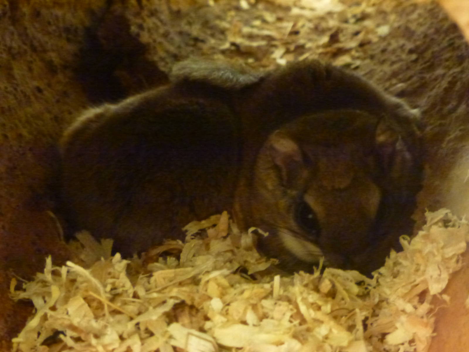 Animais exoticos - Southern flying squirrel, November 2013.