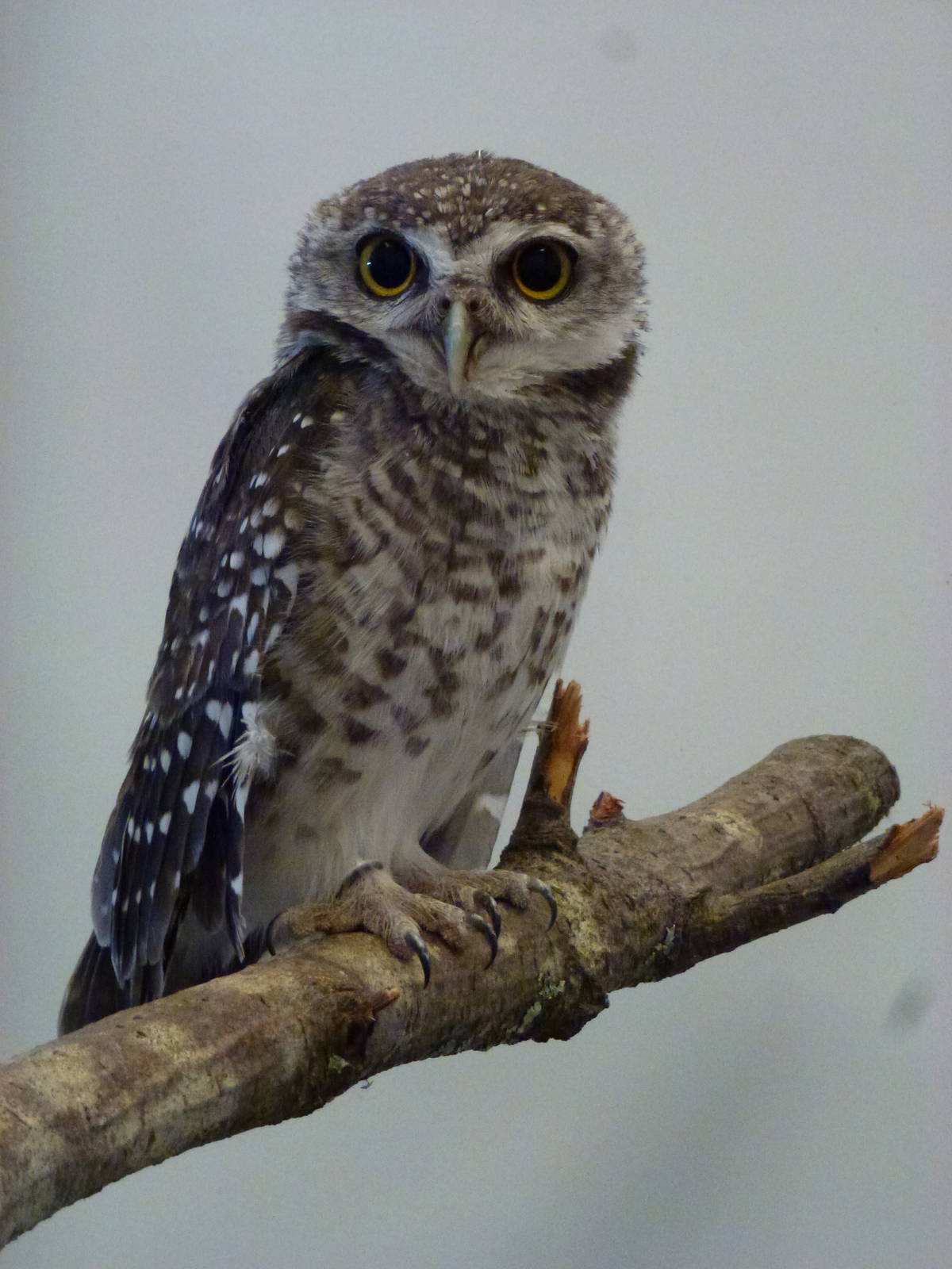 Animais exoticos - Spotted owlet, November 2013.