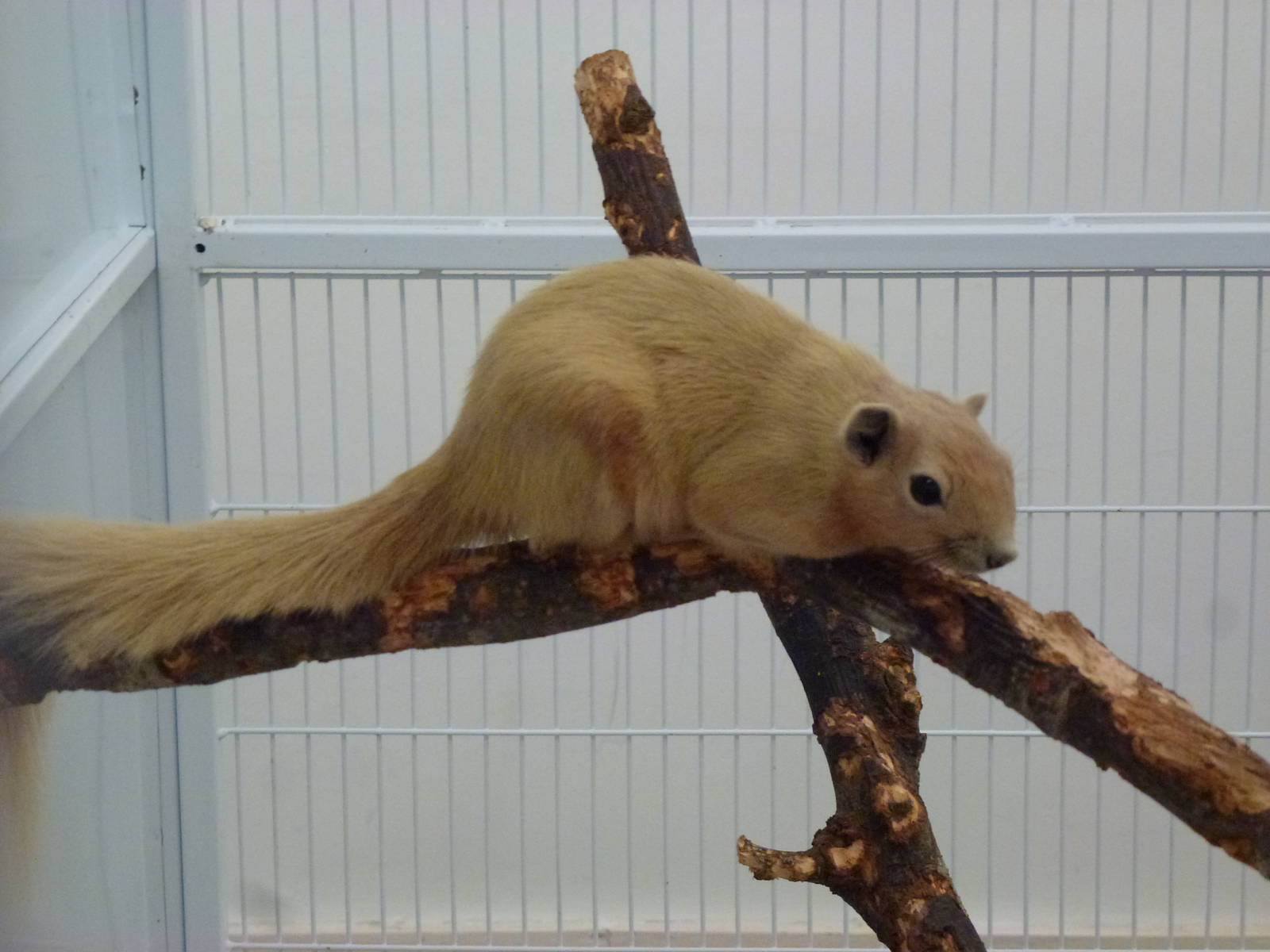 Animais exoticos - Variable squirrel, November 2013.