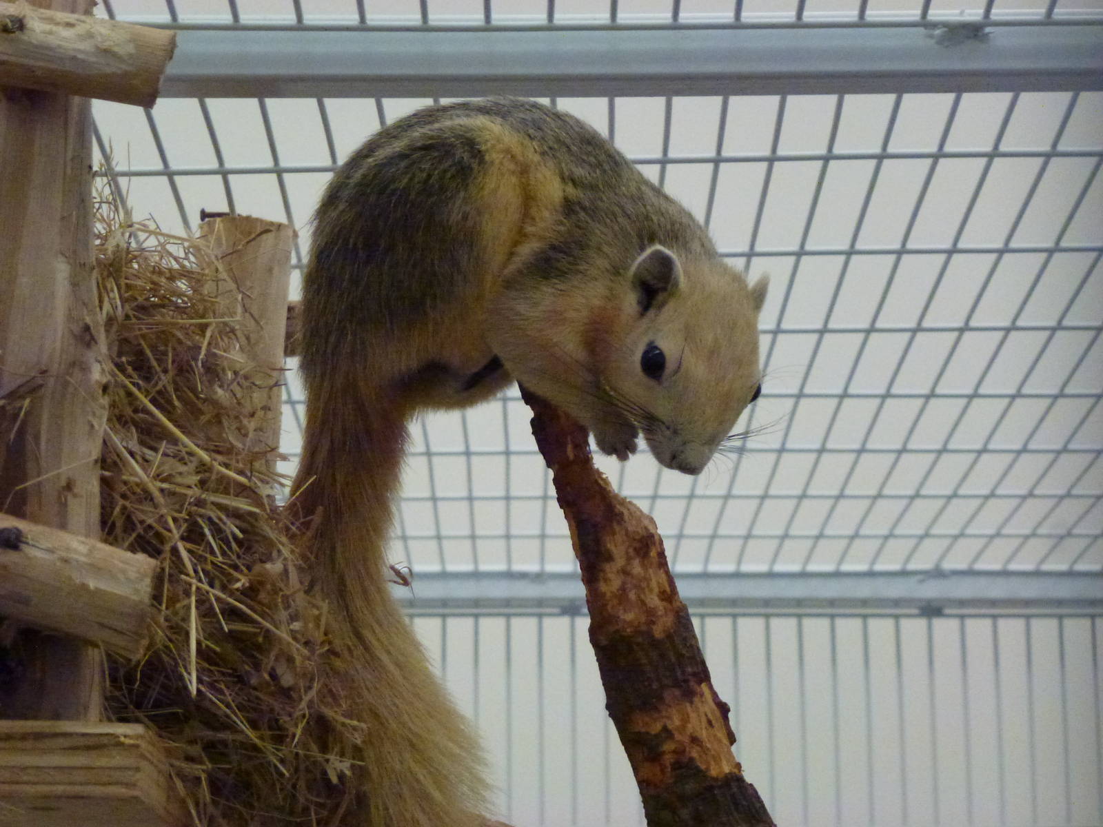 Animais exoticos - Variable squirrel, November 2013.