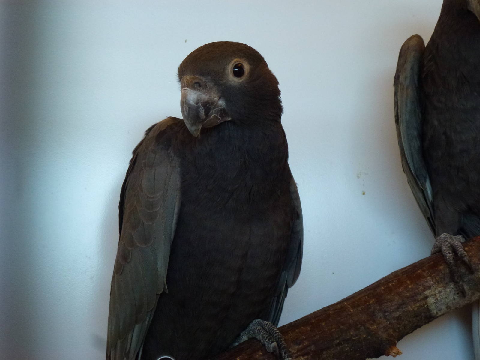 Animais exoticos - Vasas, November 2013.