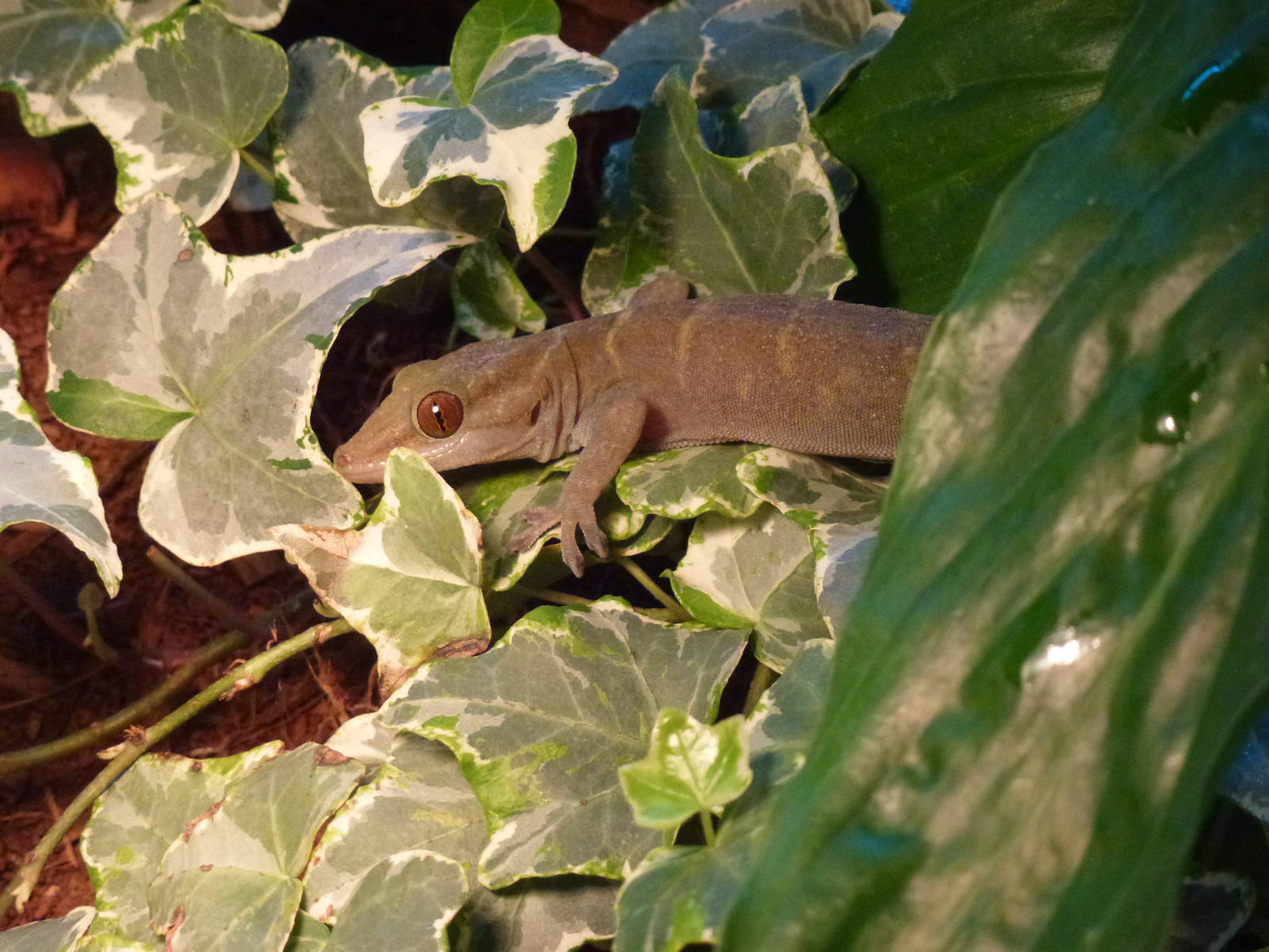 Animais exoticos - Vietnamese golden gecko, November 2013.