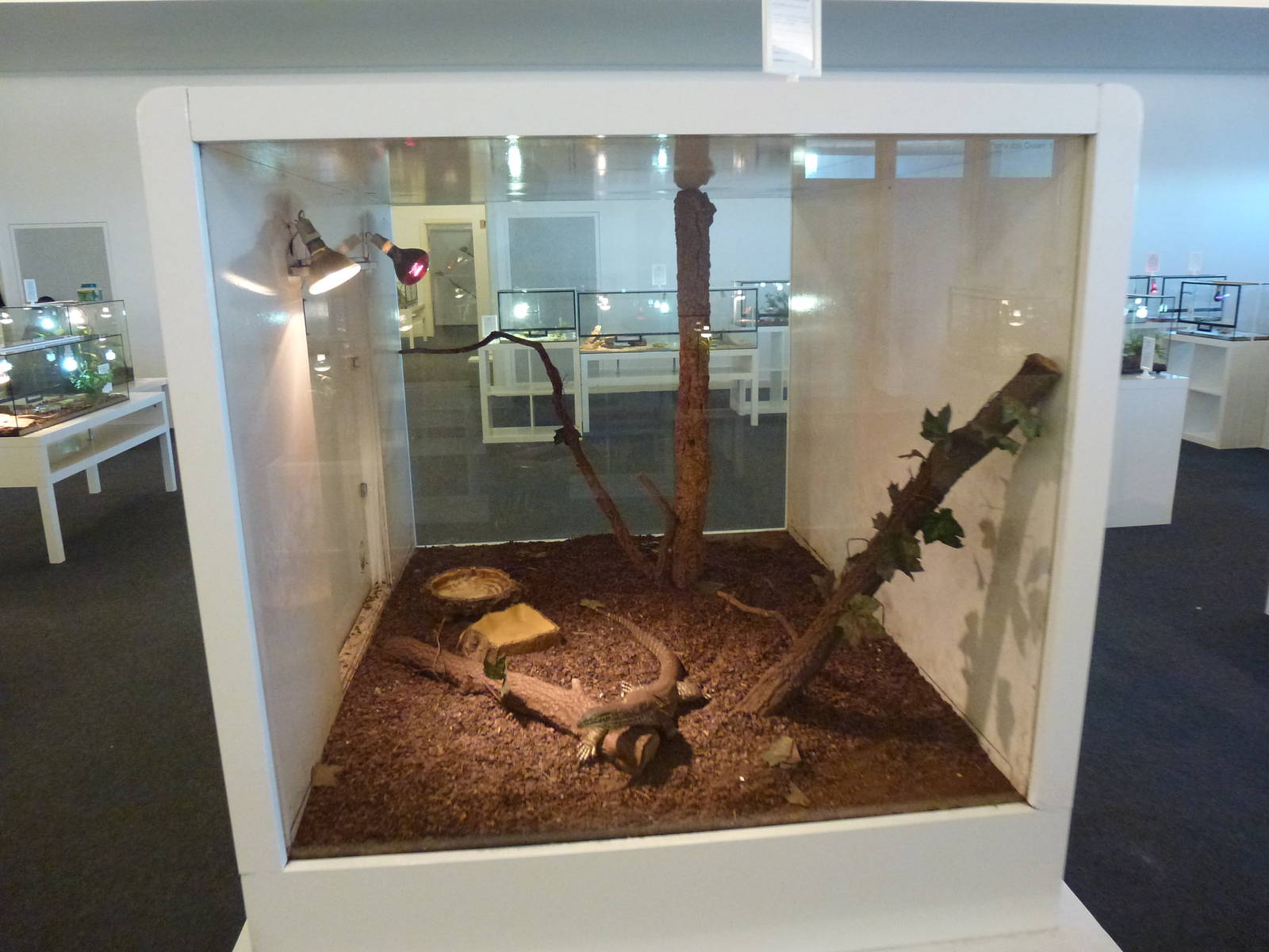 Animais exoticos - Yellow-spotted monitor enclosure, November 2013.
