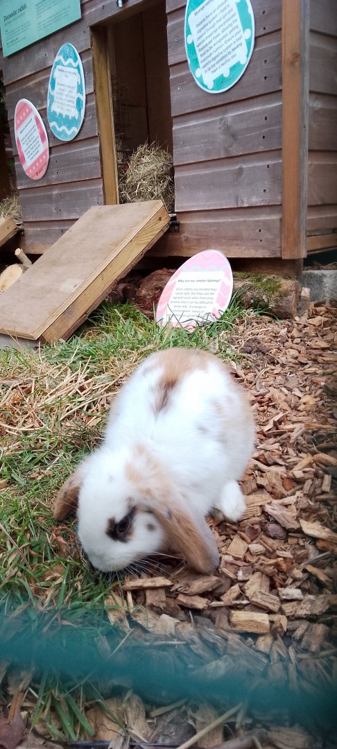 Animal Adventure- Domestic Rabbit 130425