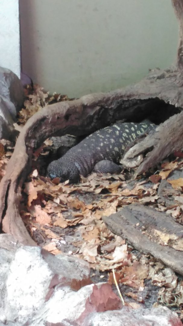 Animal Adventure- Mexican Beaded lizard 271218