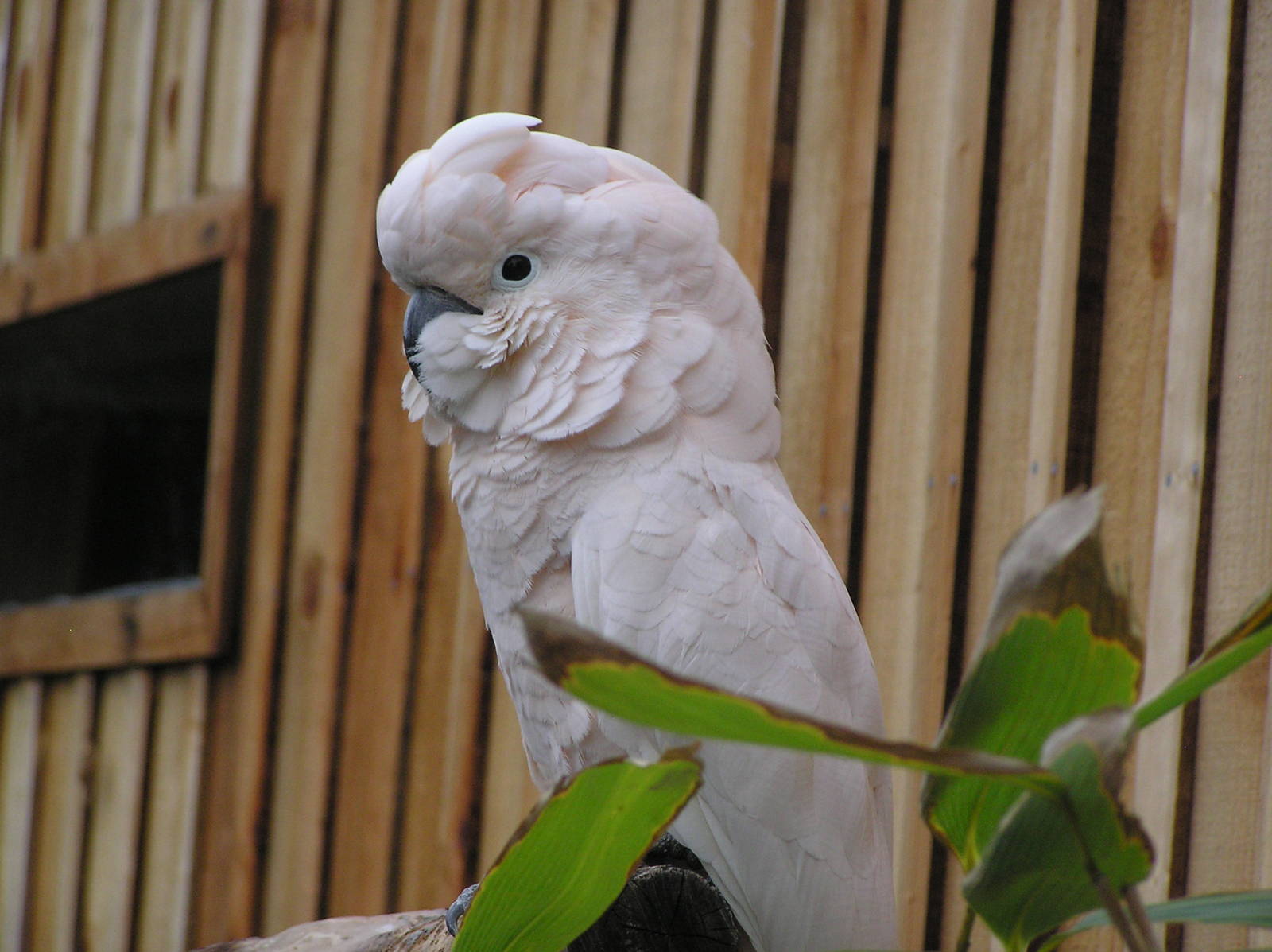 Animal Adventure - Moluccan Cockatoo