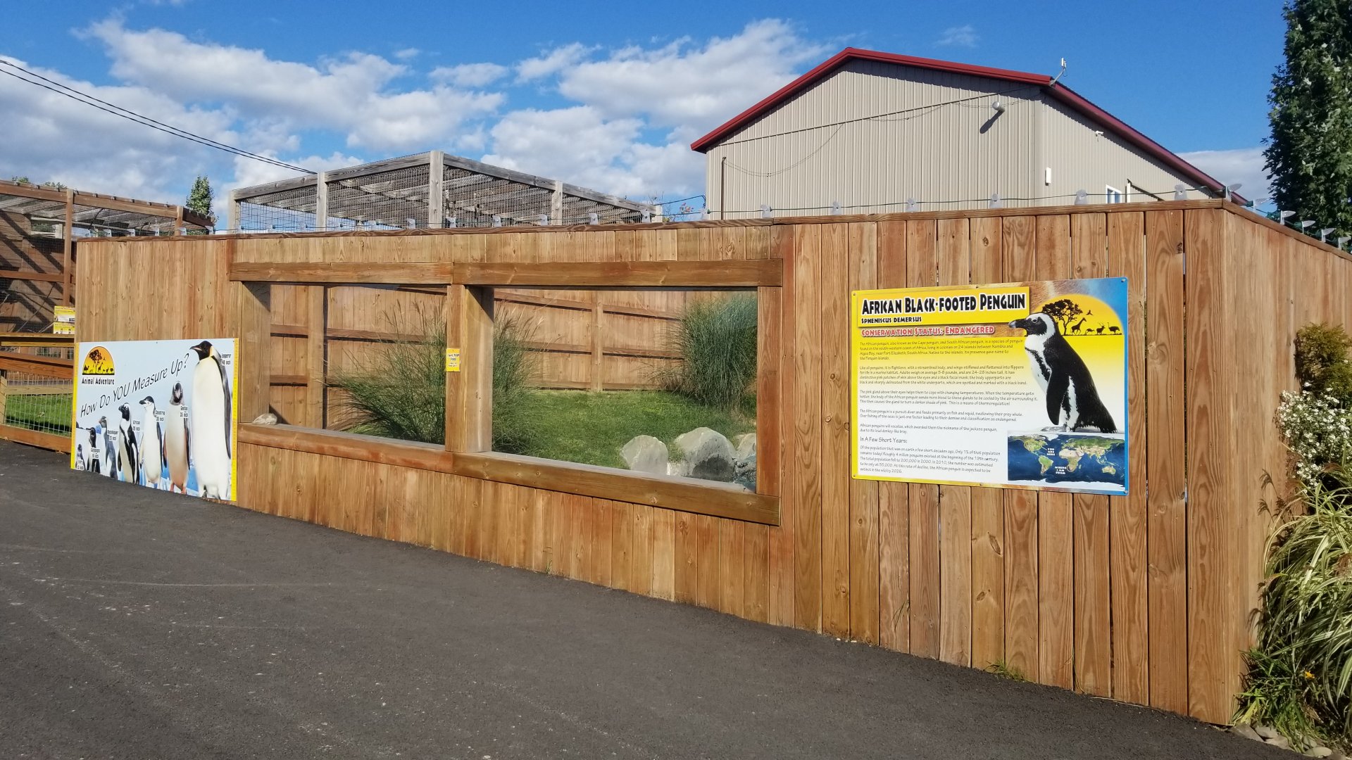 Animal Adventure Park - African penguin