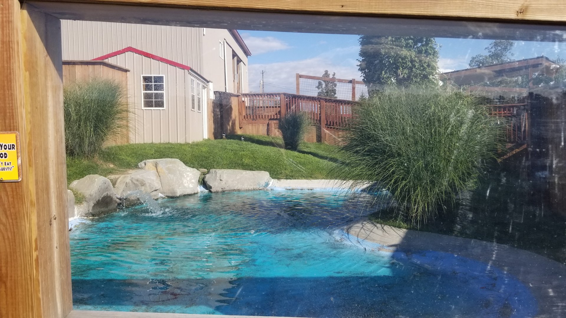 Animal Adventure Park - African penguin