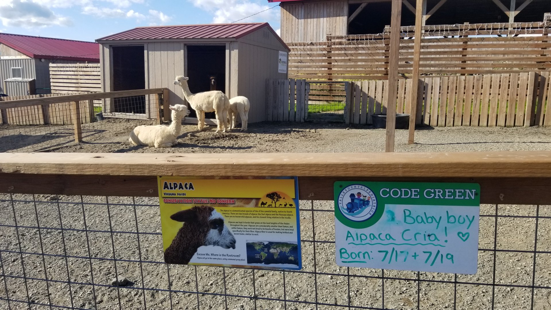 Animal Adventure Park - Alpacas