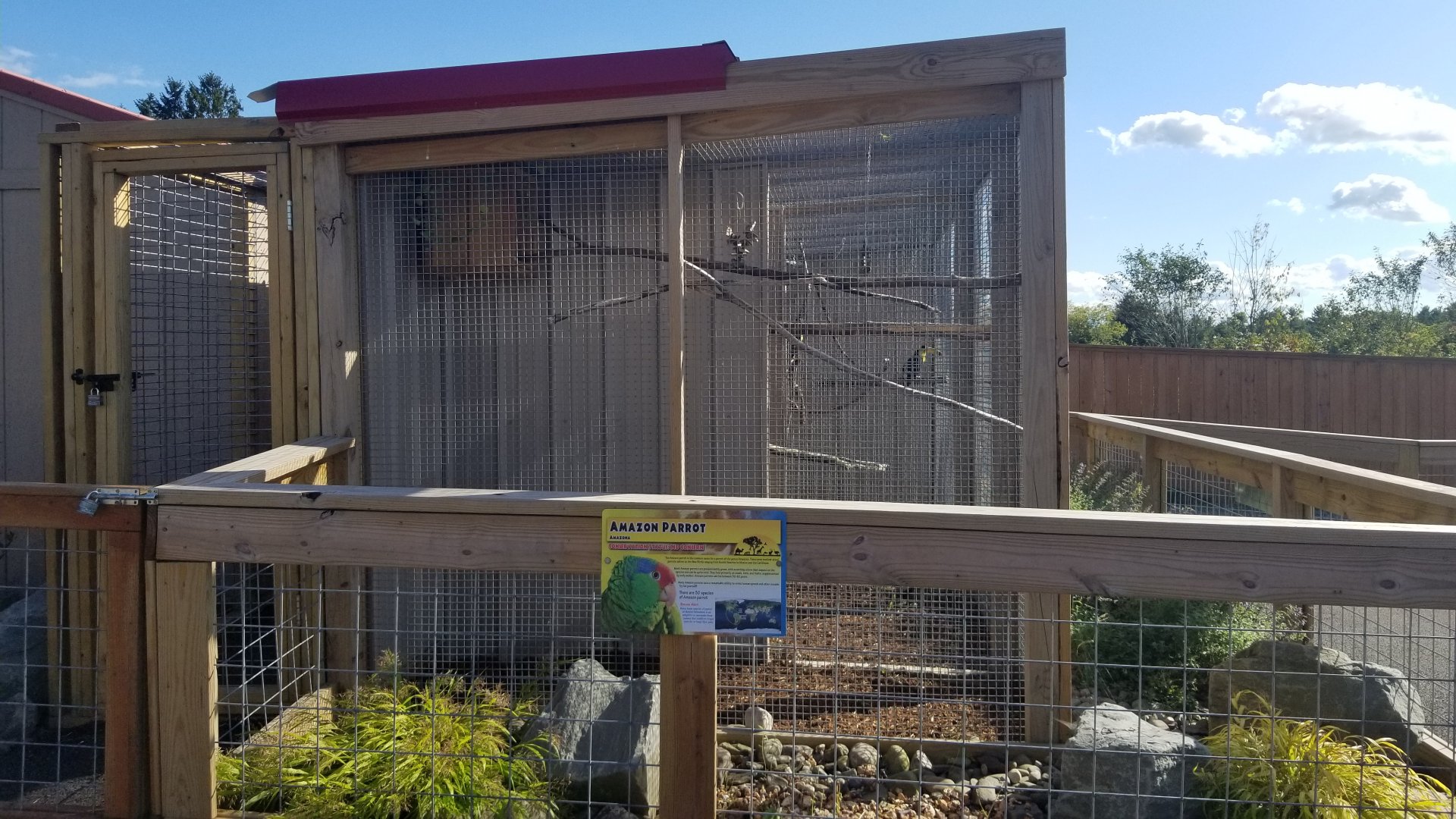 Animal Adventure Park - Amazon parrot, unspecified species