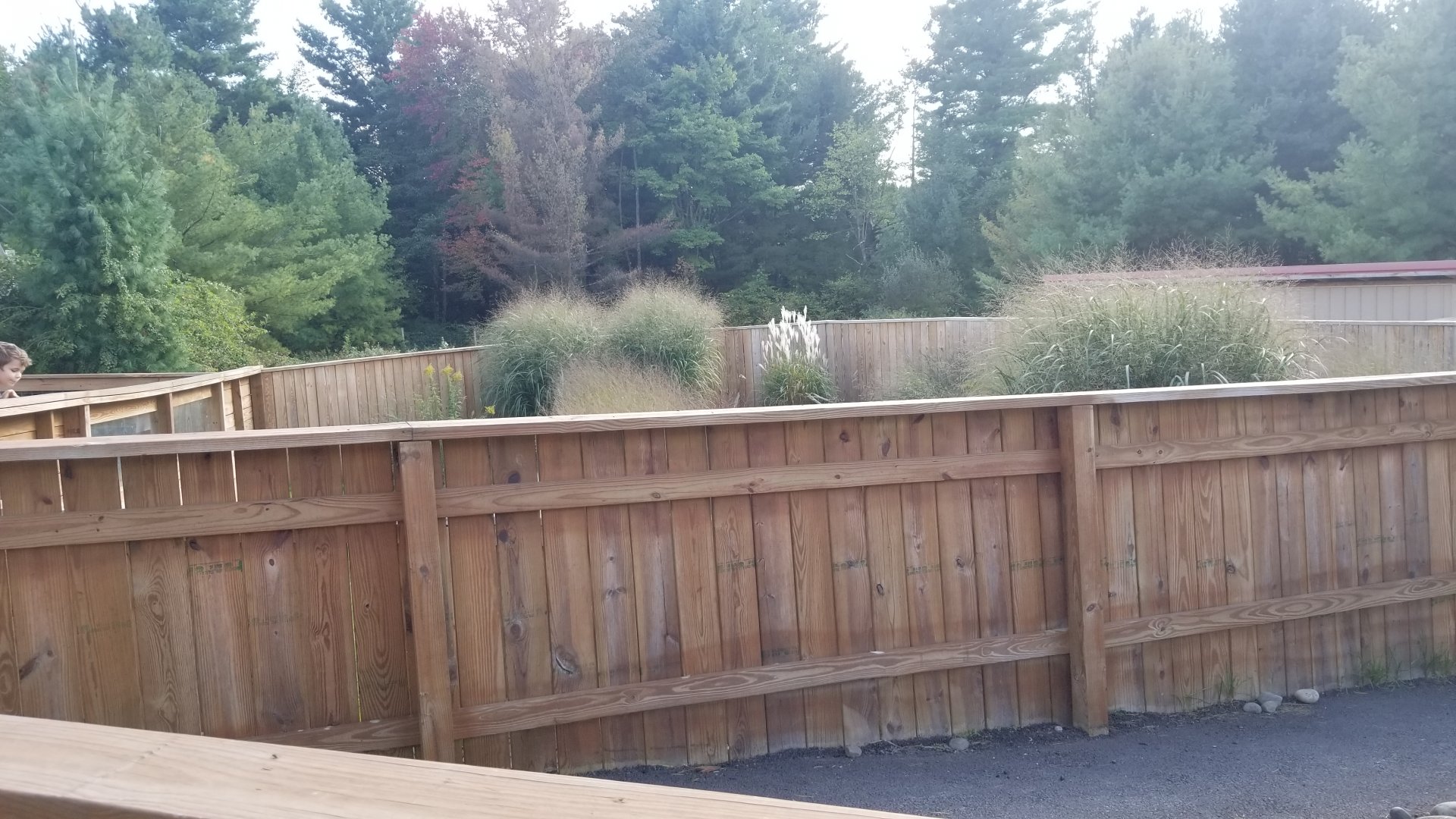 Animal Adventure Park - American alligator